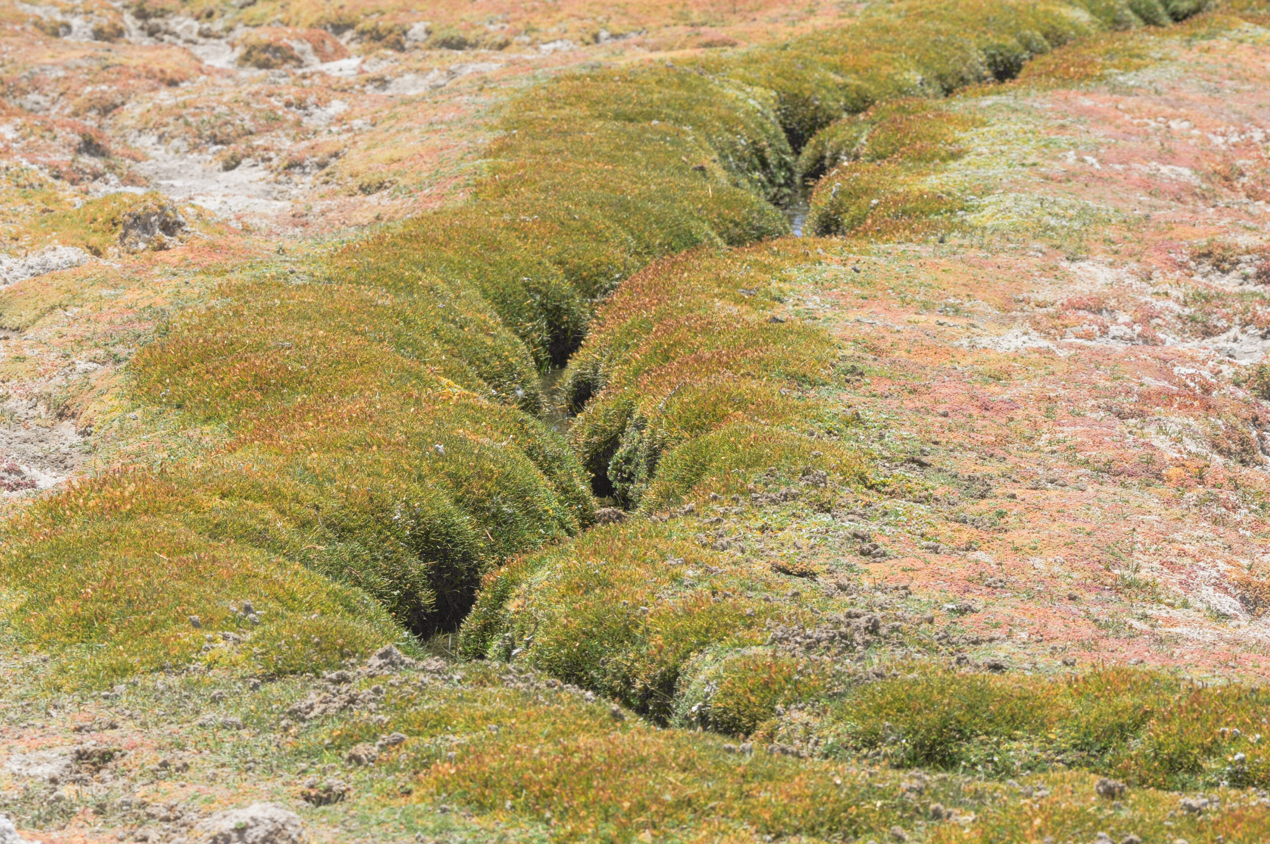 Altiplano stream
