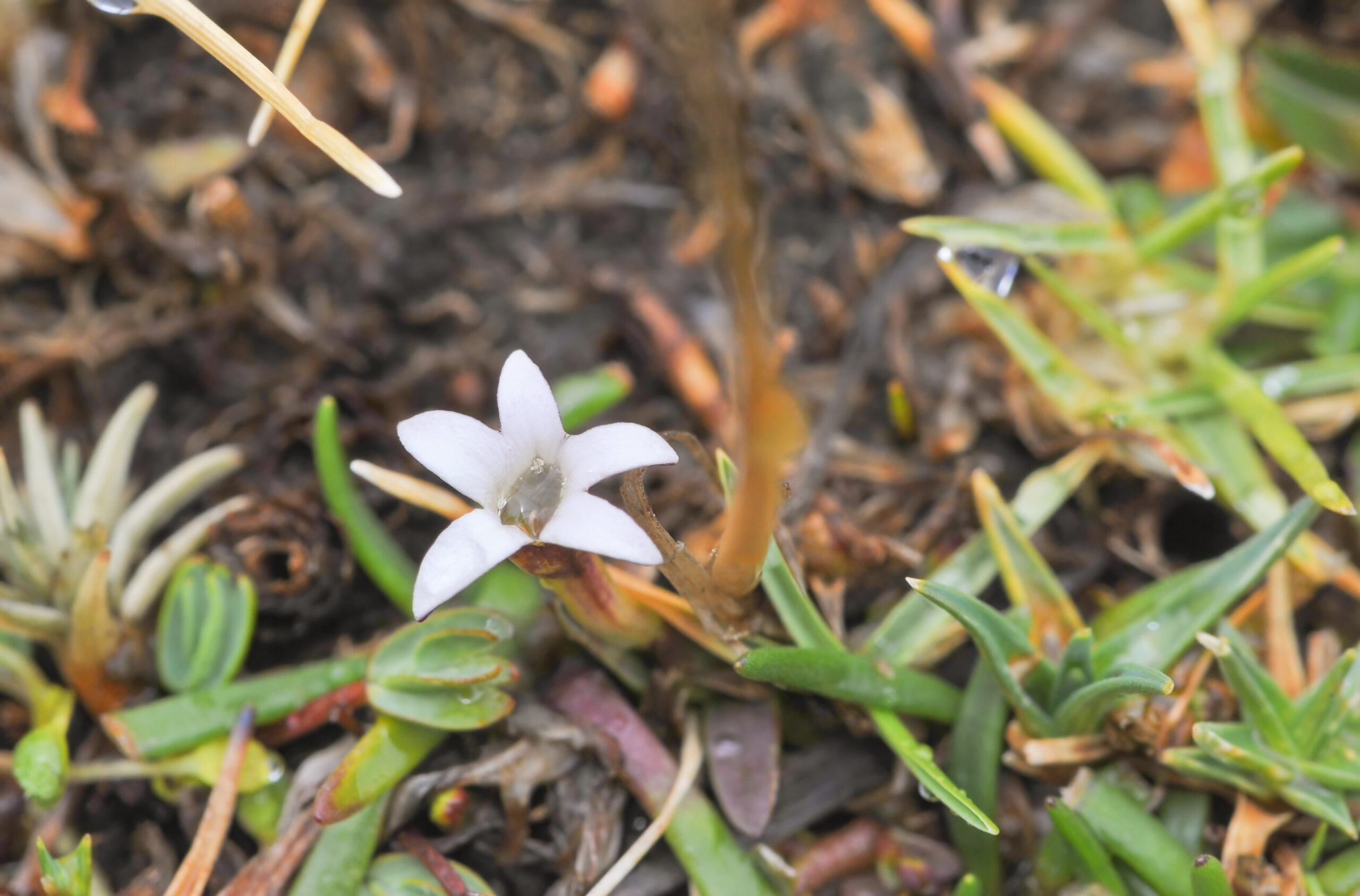 Lysipomia pumila