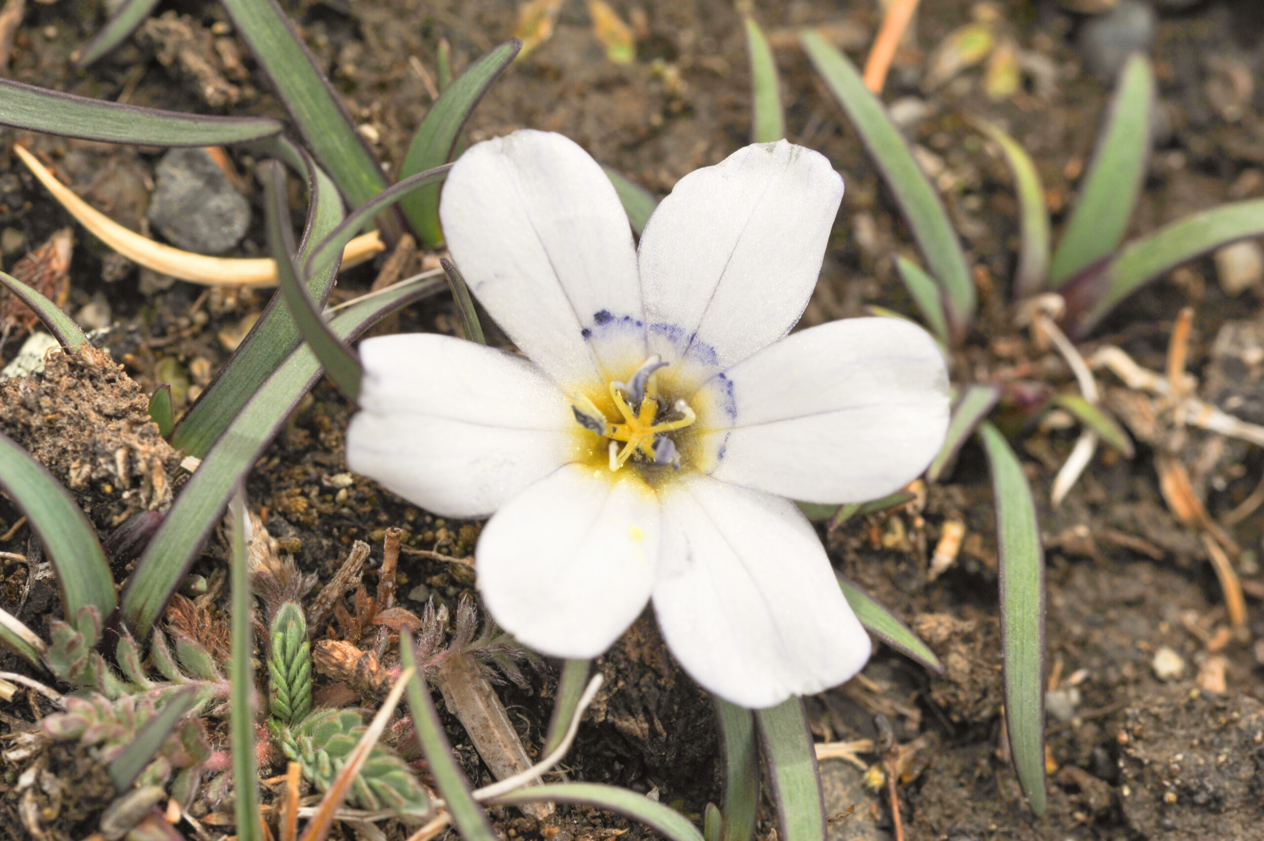 Olsynium acaule