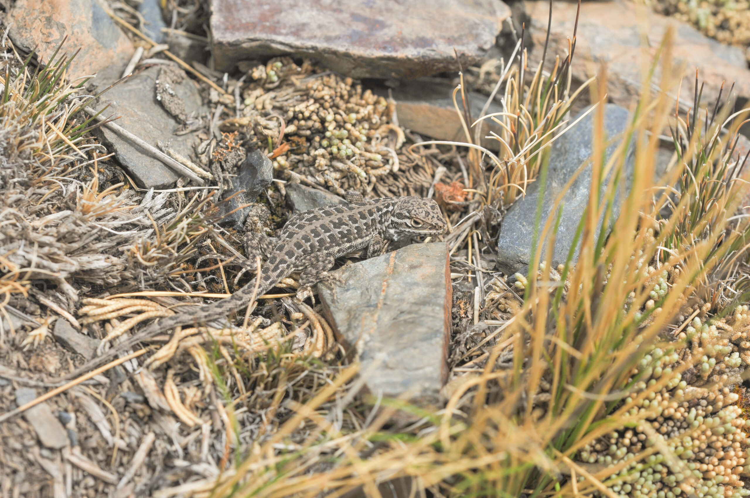 Chacaltaya Smooth-throated Lizard (Liolaemus forsteri)