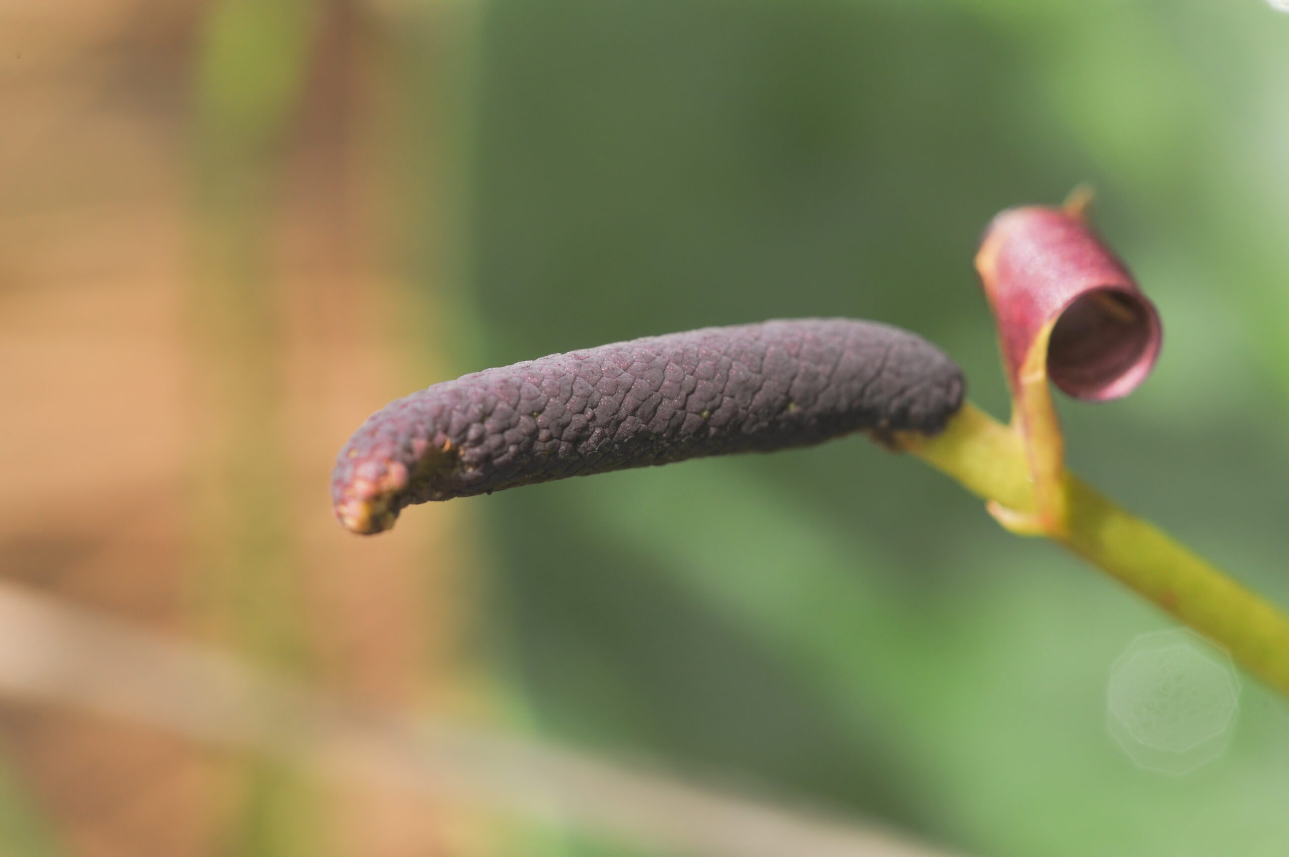 Noel Kempff Mercado National Park plant 10 (Anthurium sp)