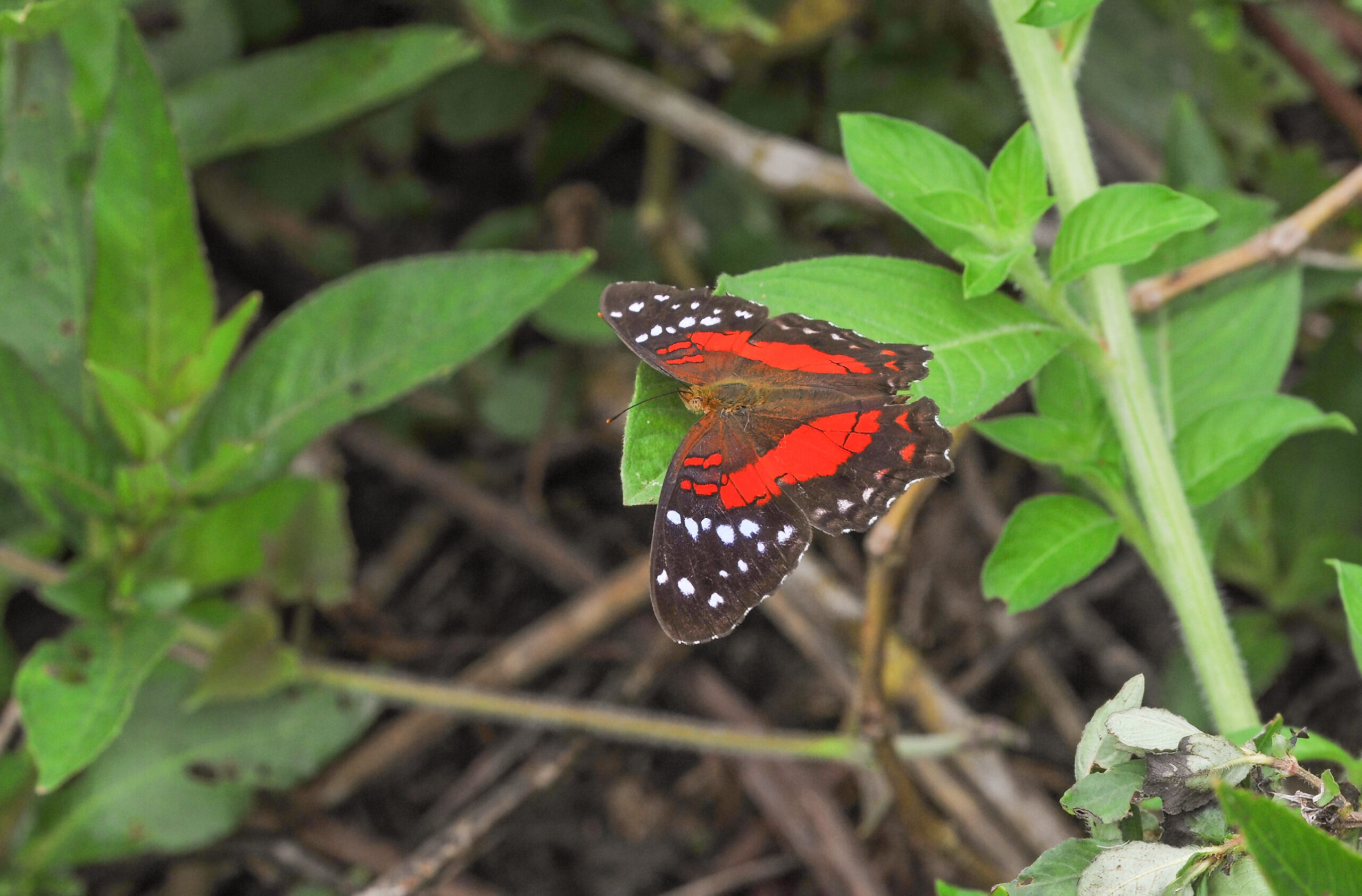 Scarlet Peacock (Anartia amathea)