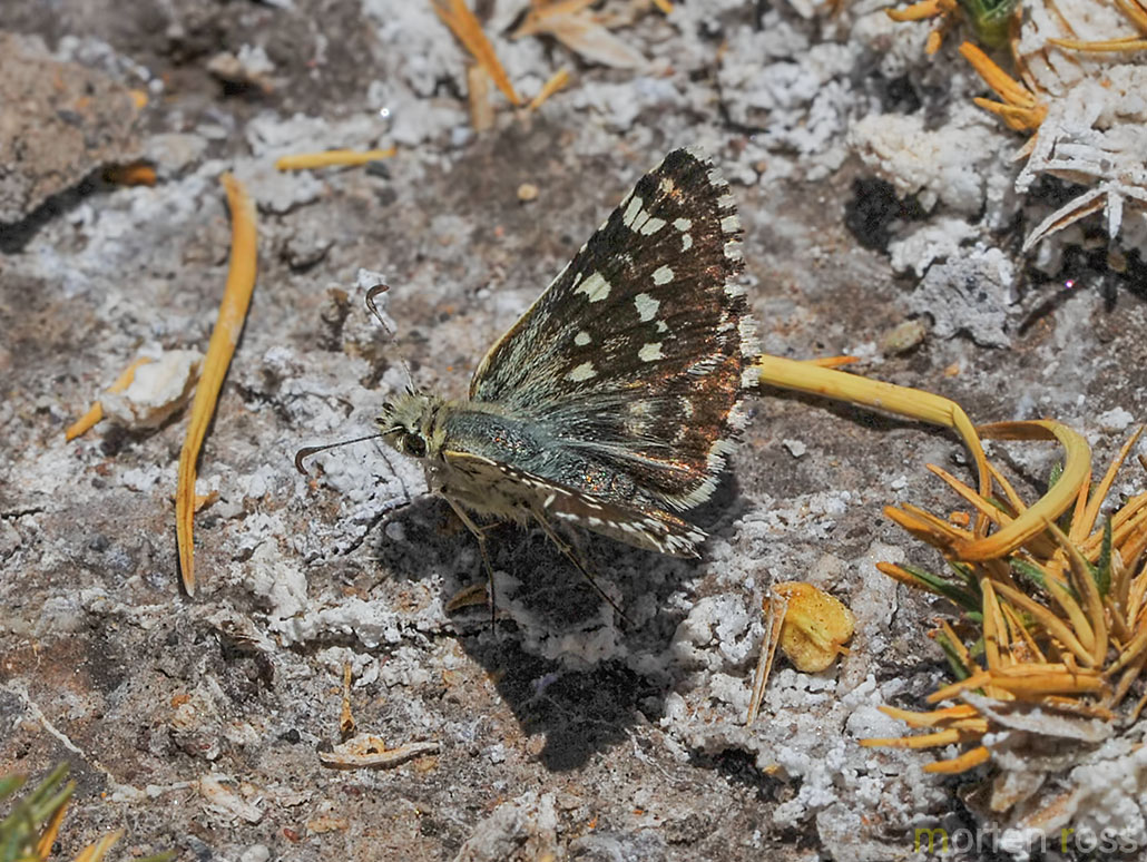 Altiplano butterfly 02