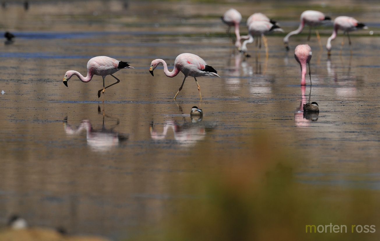 Andean Flamingo (Phoenicopterus andinus)