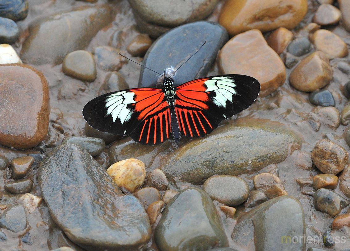 Heliconius sp