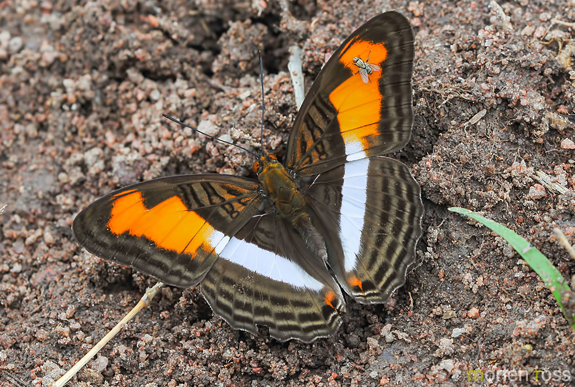 Hübner’s Sister (Adelpha plesaure)