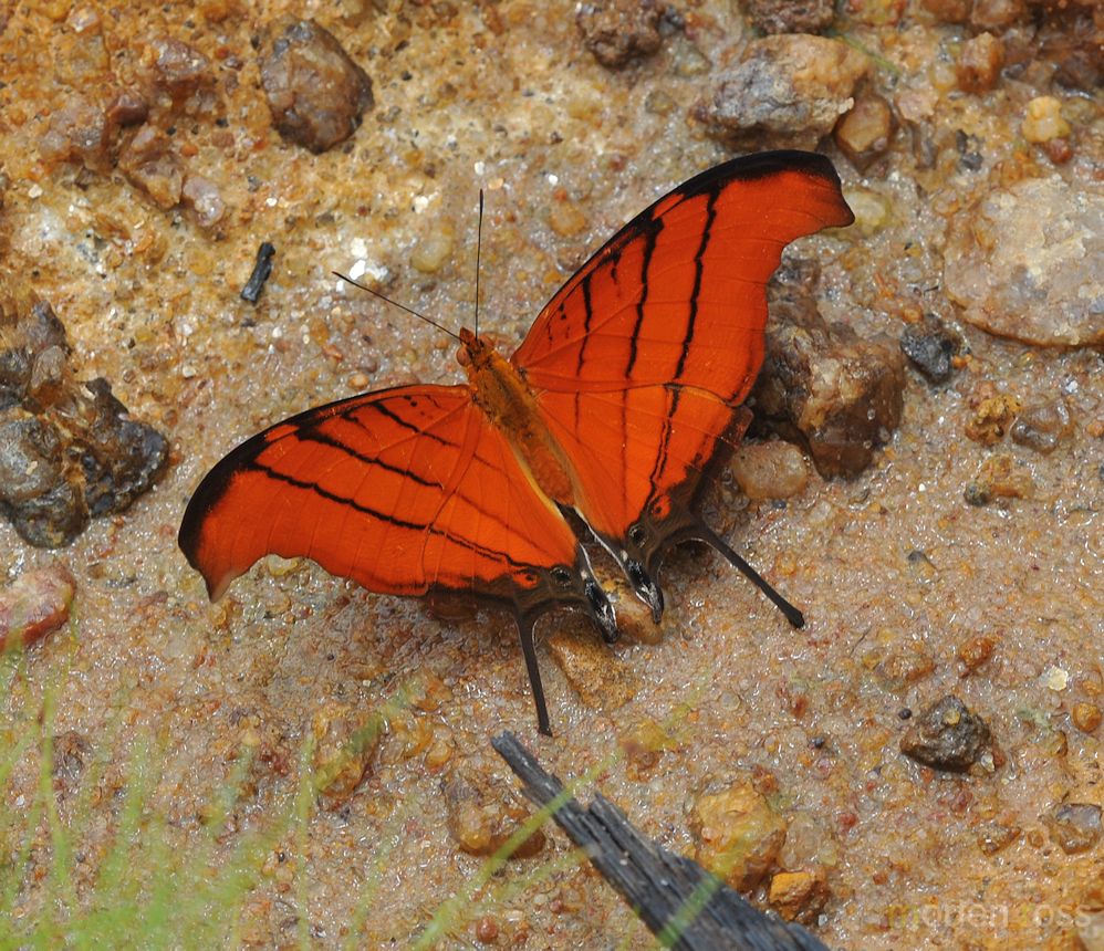 Red Daggerwing (Marpesia petreus)