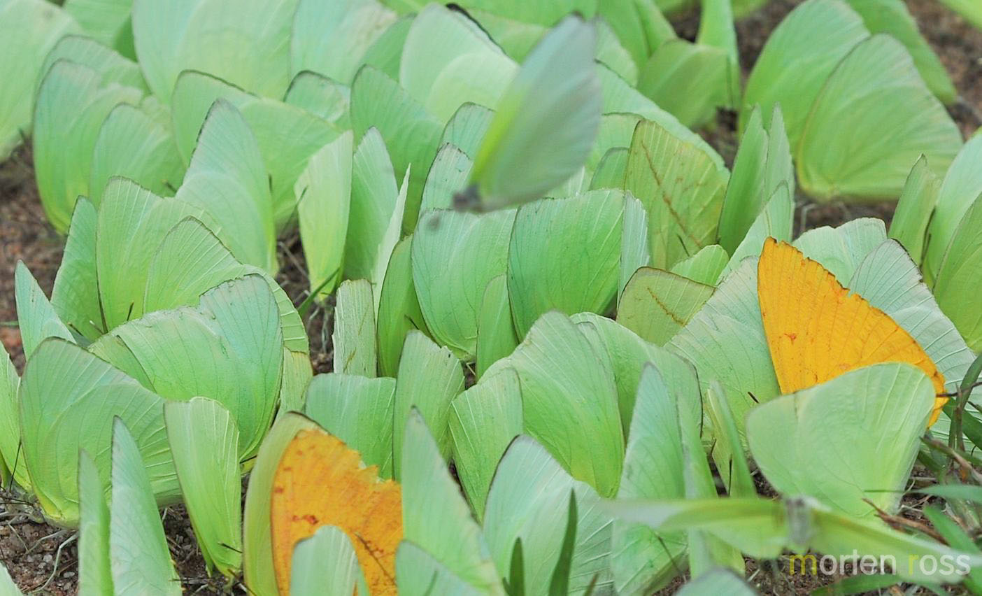 Pale Sulphur (Aphrissa statira)
