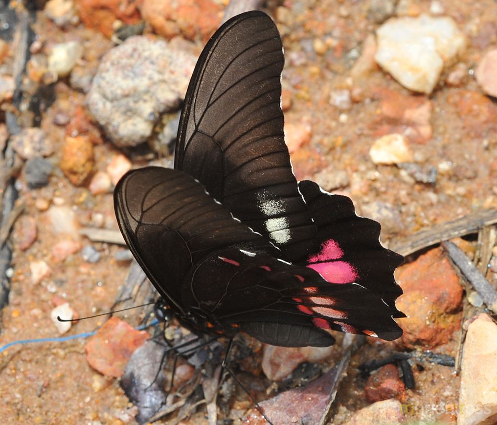 Ruby-spotted Swallowtail (Heraclides anchisiades)