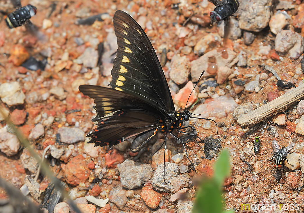 Polydamas Swallowtail (Battus polydamas)
