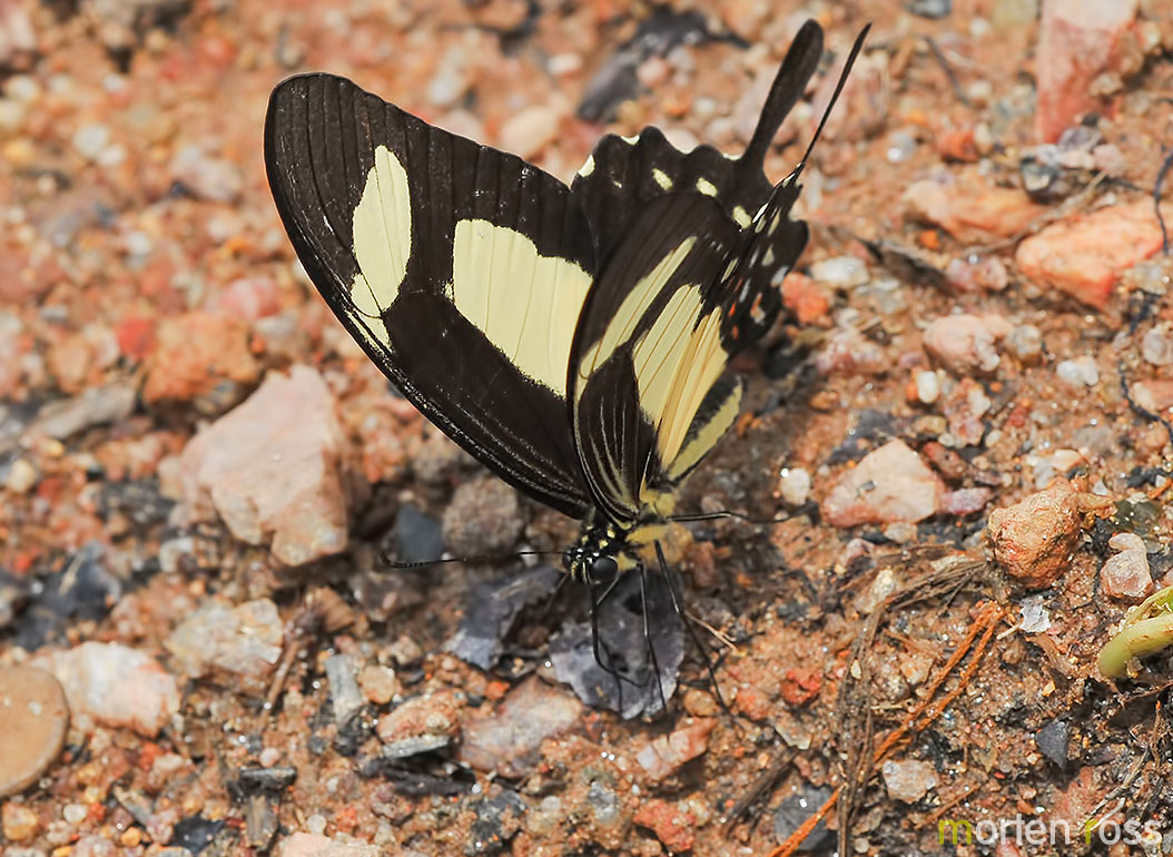 Heraclides torquatus