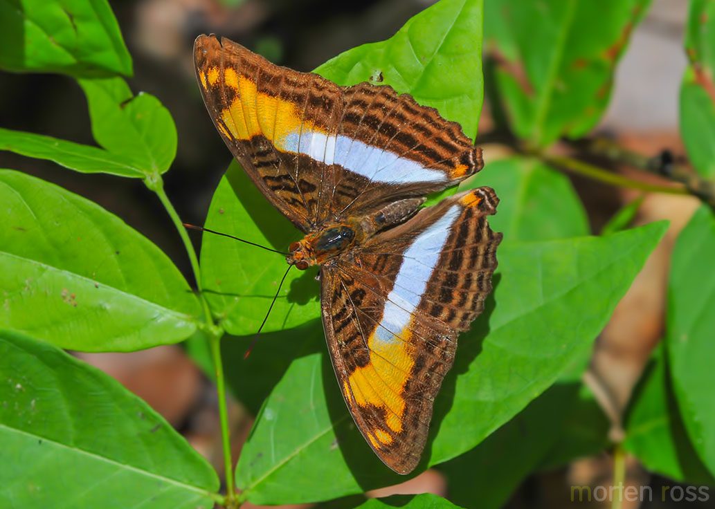 Adelpha sp