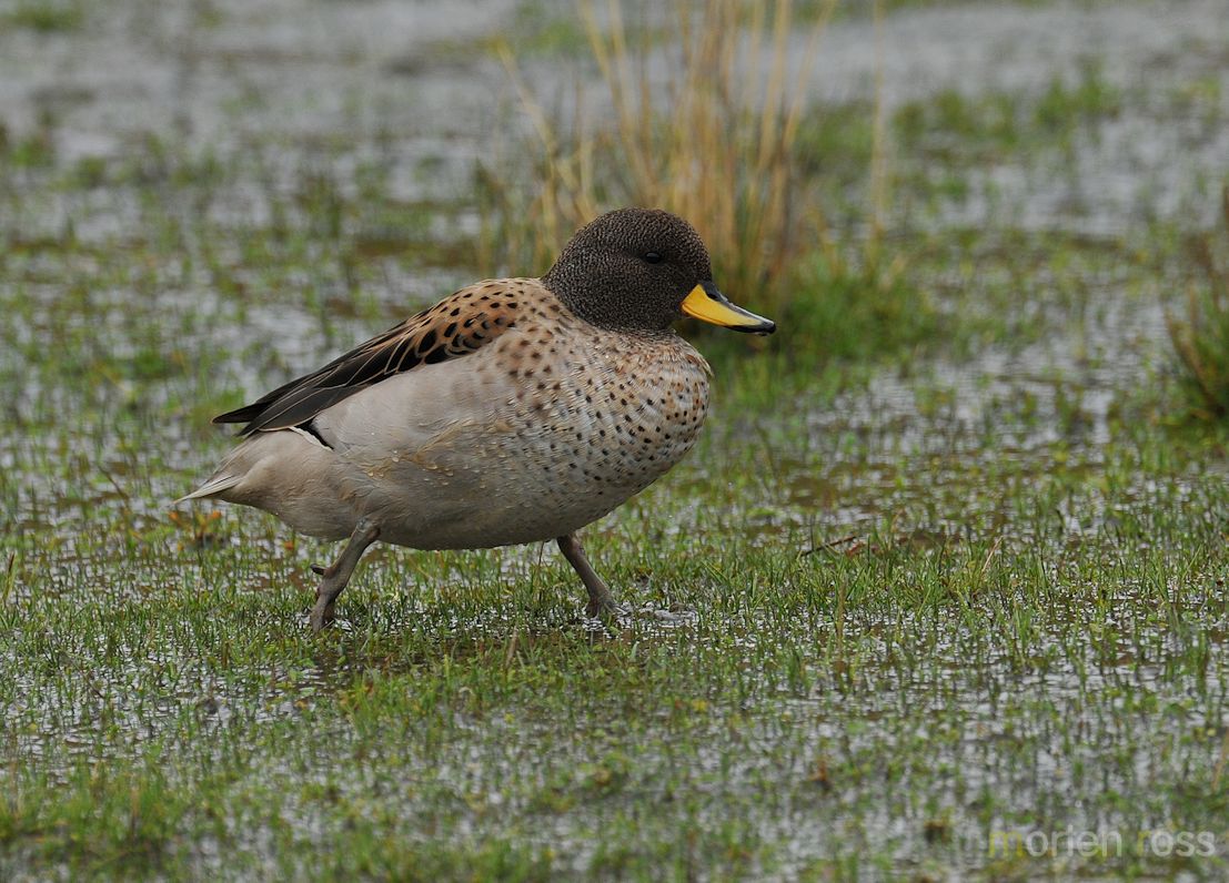 Yellow-billed Teal (Anas flavirostris)