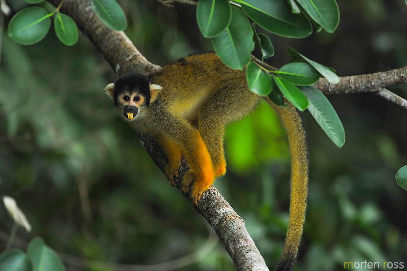 Black-headed squirrel monkey (Saimiri boliviensis)