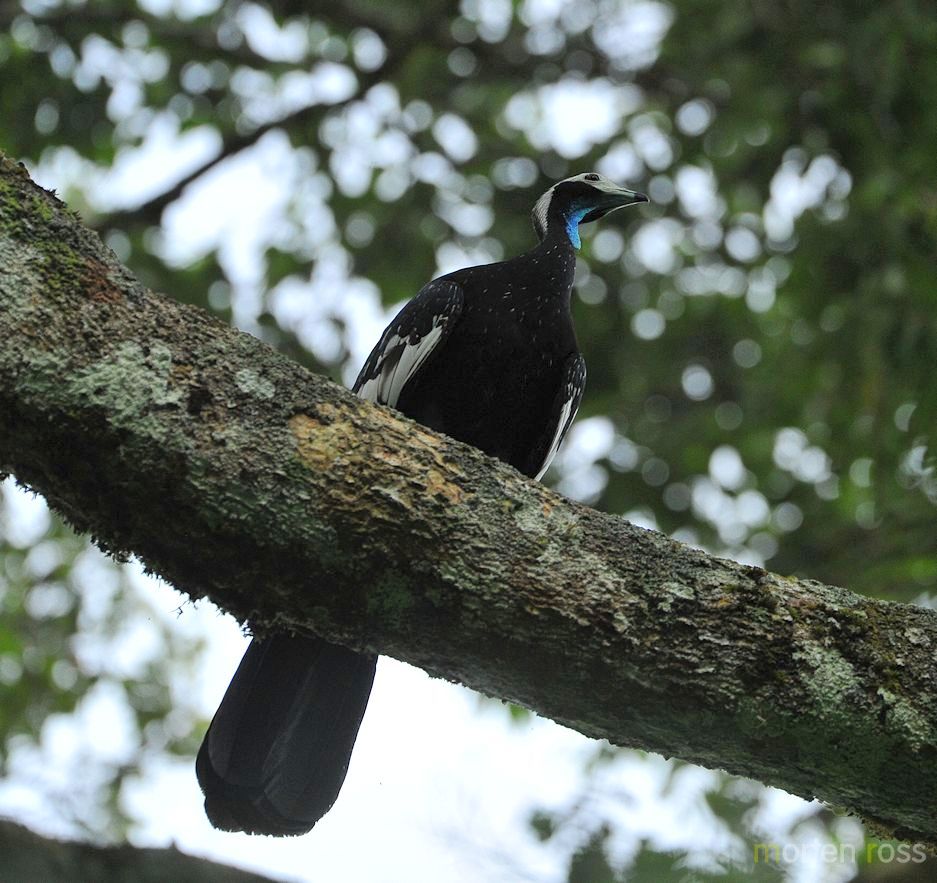 Blue-throated Piping Guan (Pipile cumanensis)
