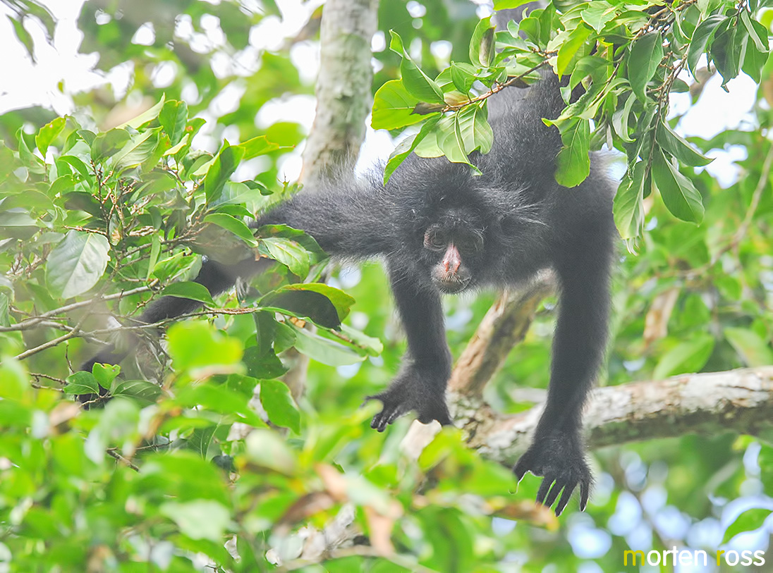 Peruvian spider monkey (Ateles chamek)