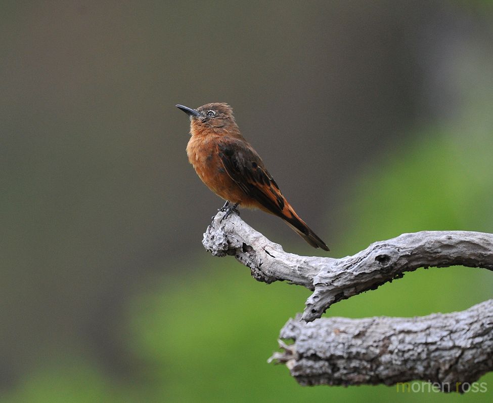 Cliff Flycatcher (Hirundinea ferruginea)