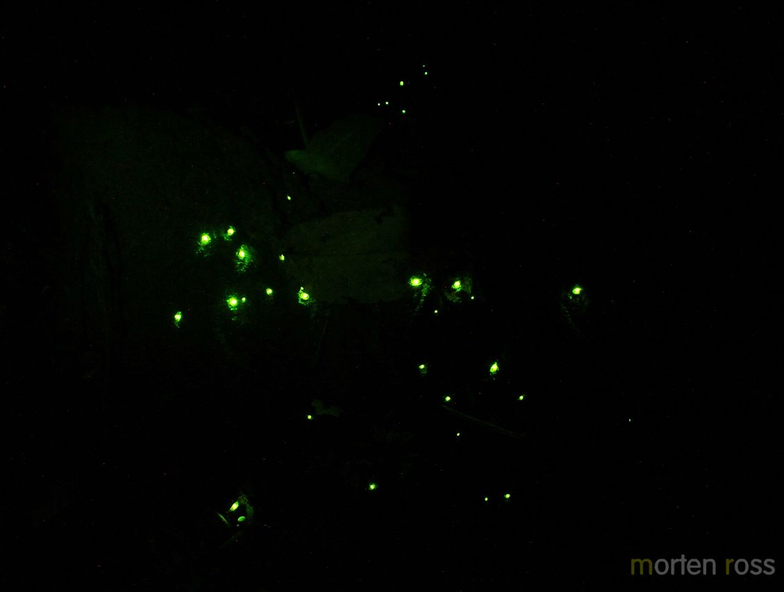 Headlight Beetle (Pyrophorus nyctophanus)