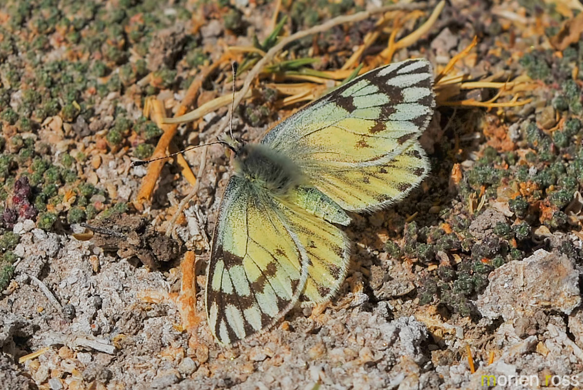 Altiplano butterfly 01