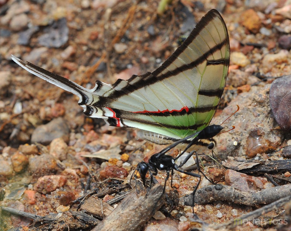 Rothschild’s Swordtail (Protesilaus earis)