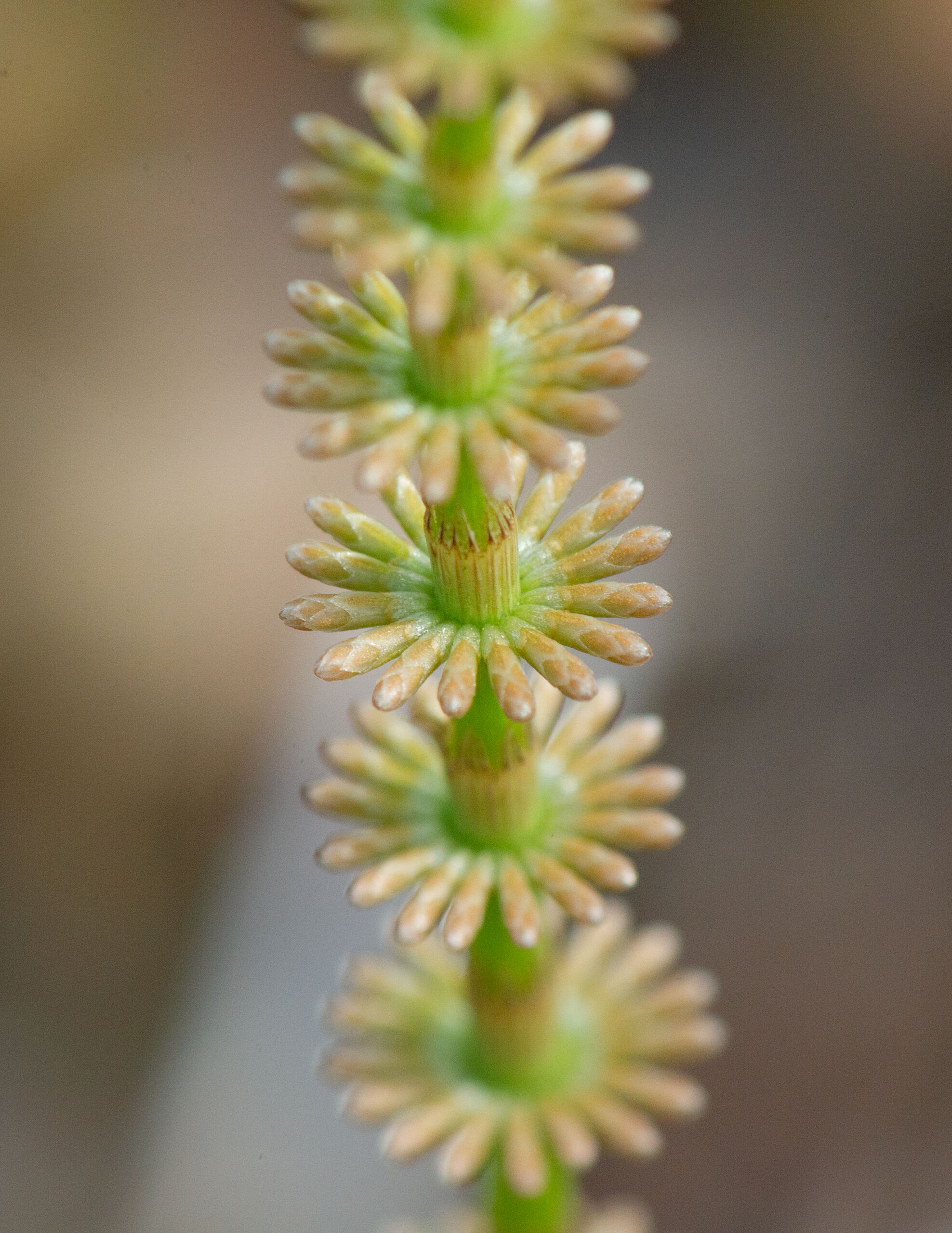 Engsnelle (Equisetum pratense)