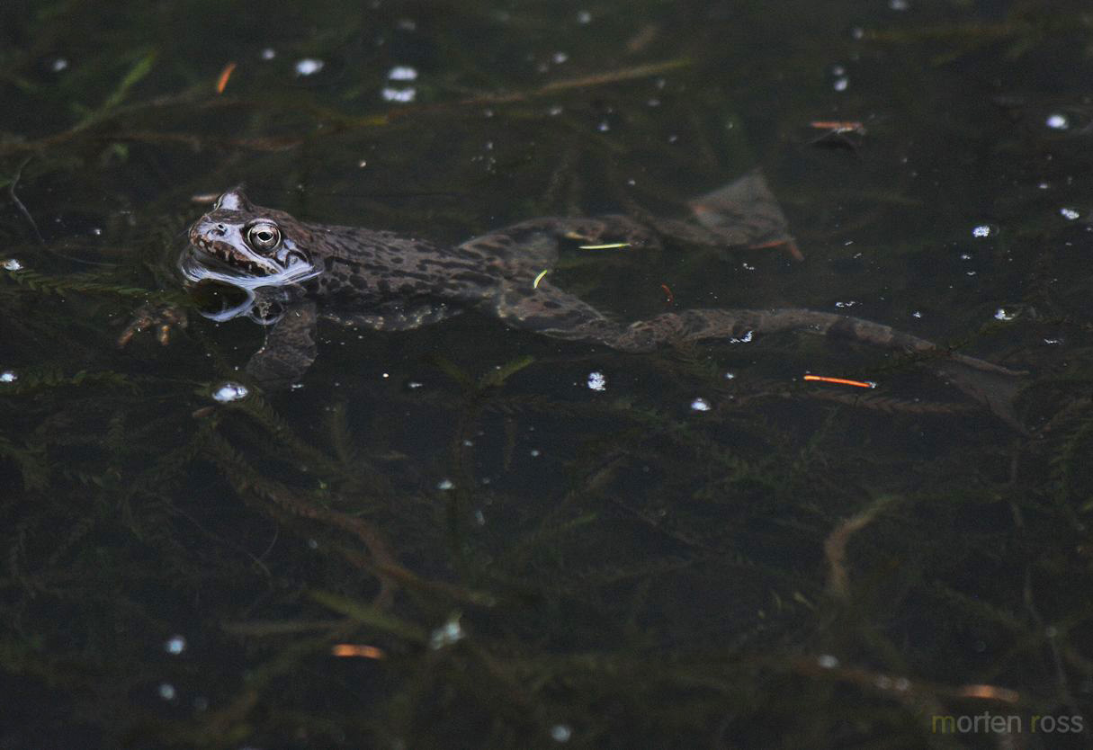 Buttsnutefrosk (Rana temporaria)