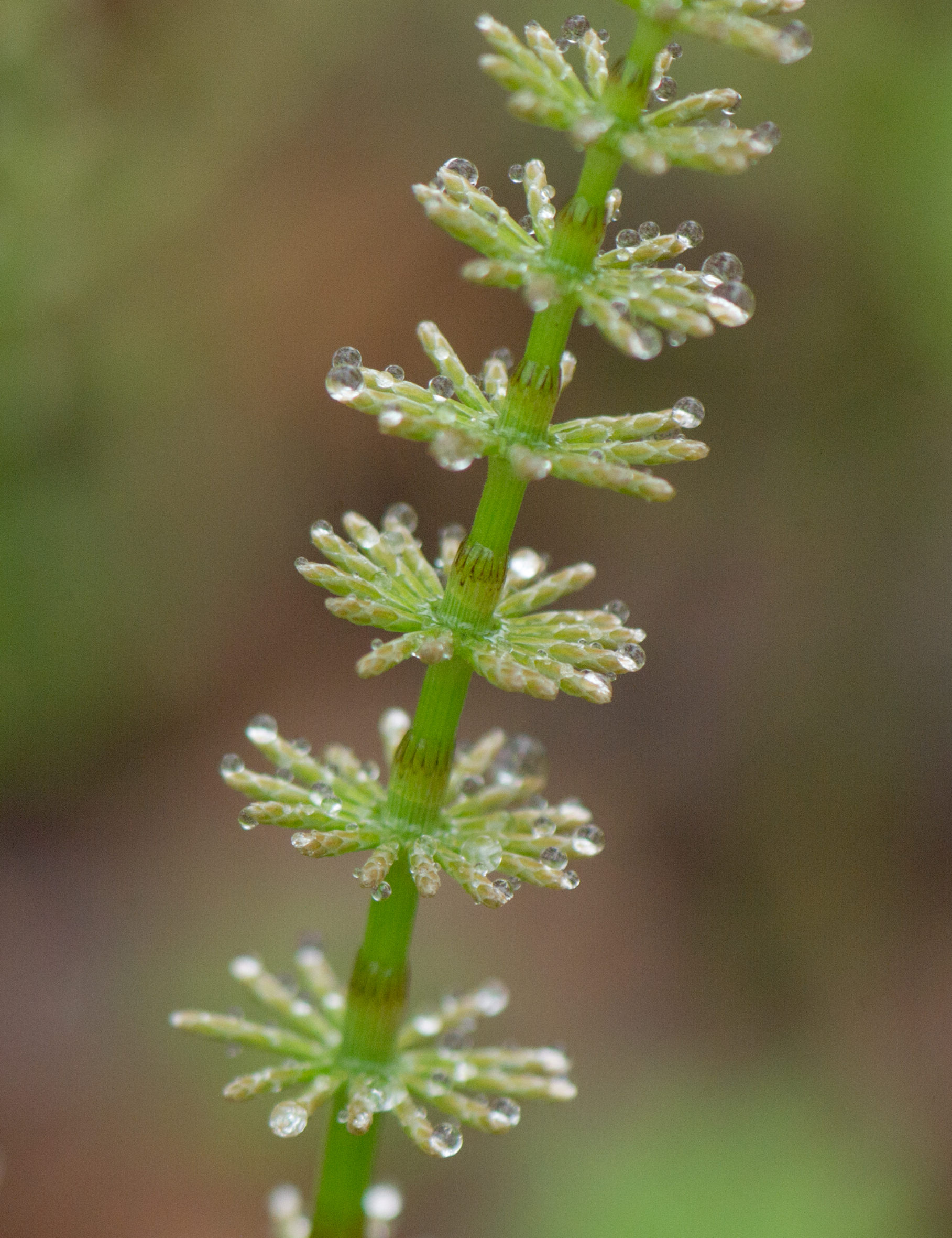 Engsnelle (Equisetum pratense)