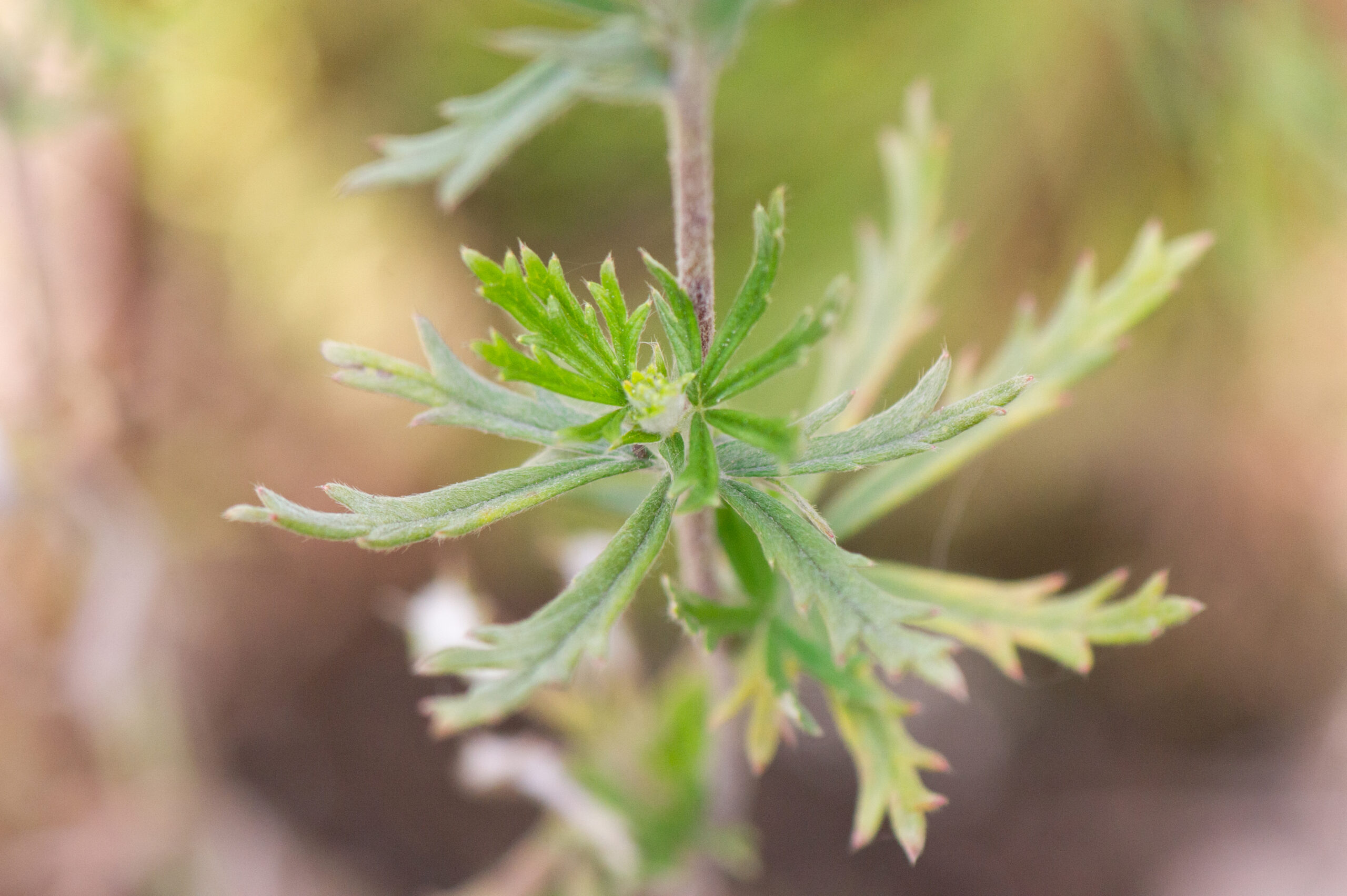 Grå sølvmure (Potentilla neglecta)