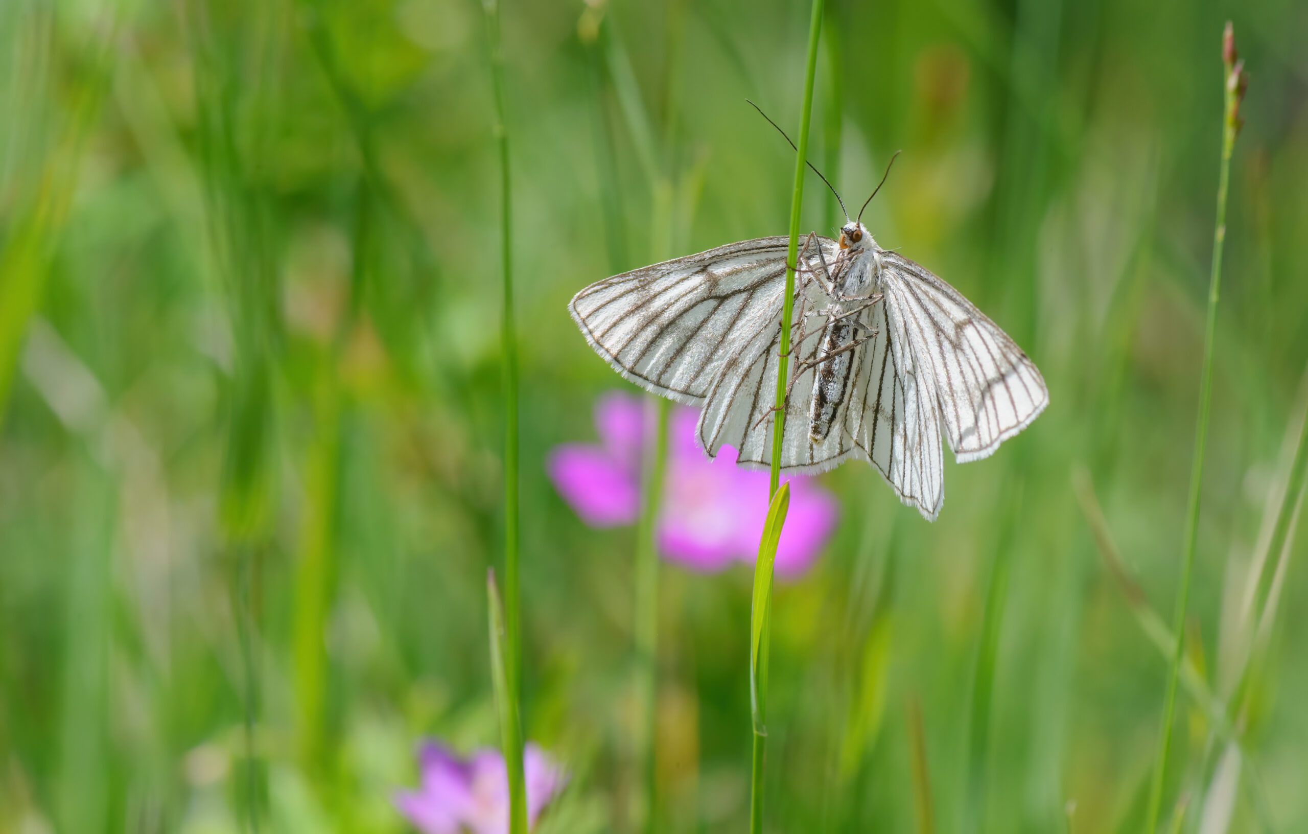 Ribbemåler (Siona lineata)