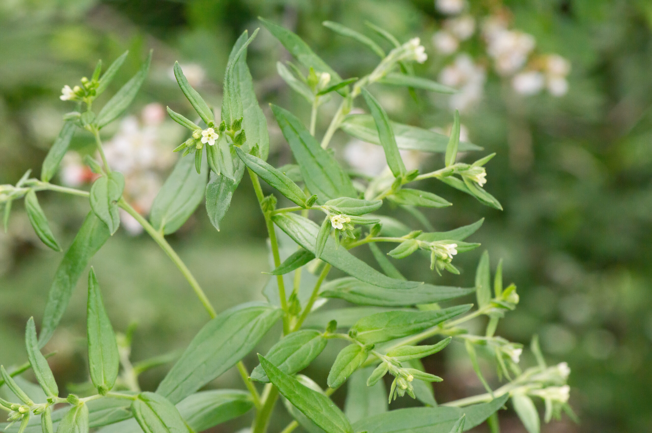 Legesteinfrø (Lithospermum officinale)
