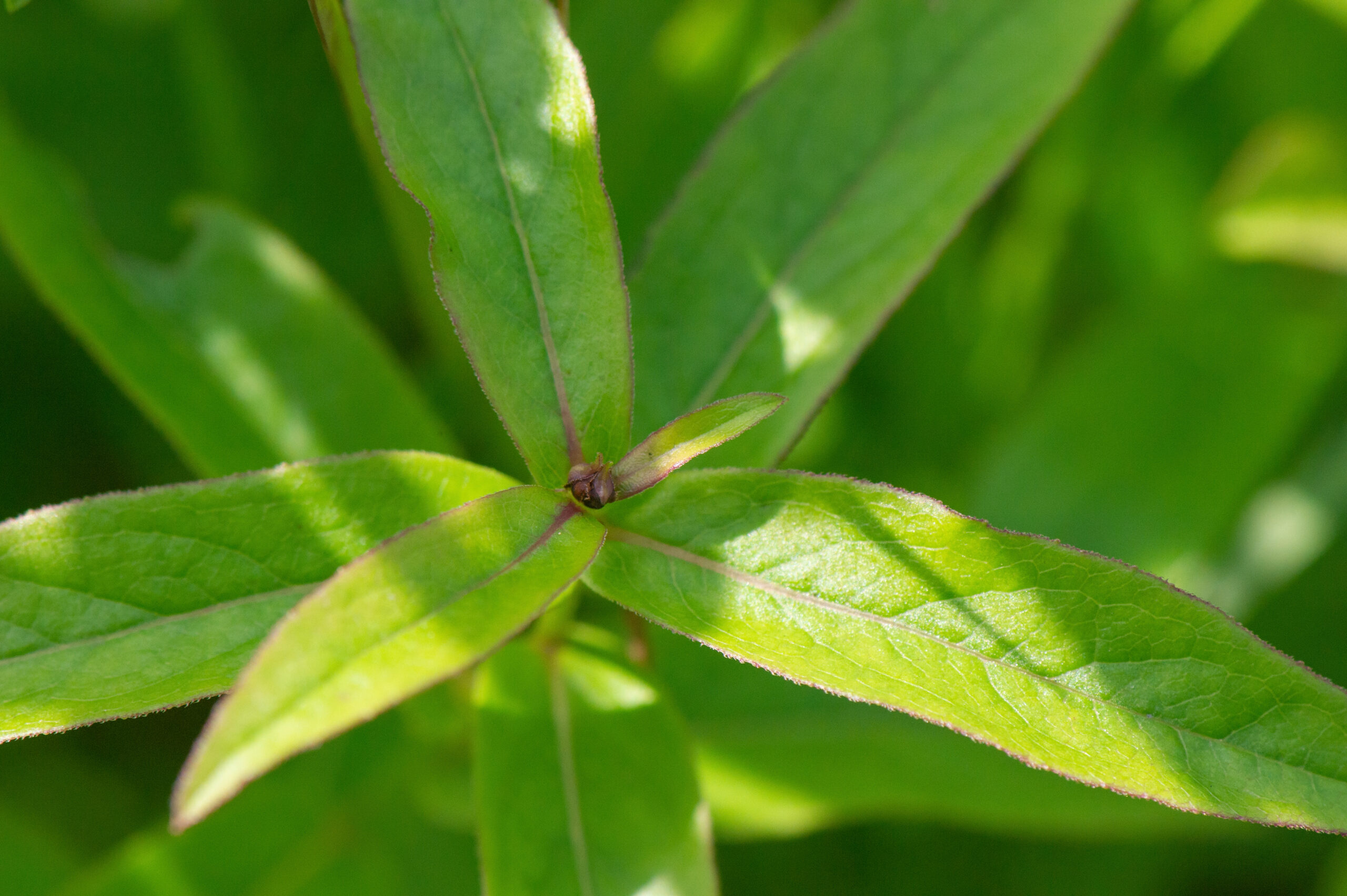 Krattalant (Inula salicina)