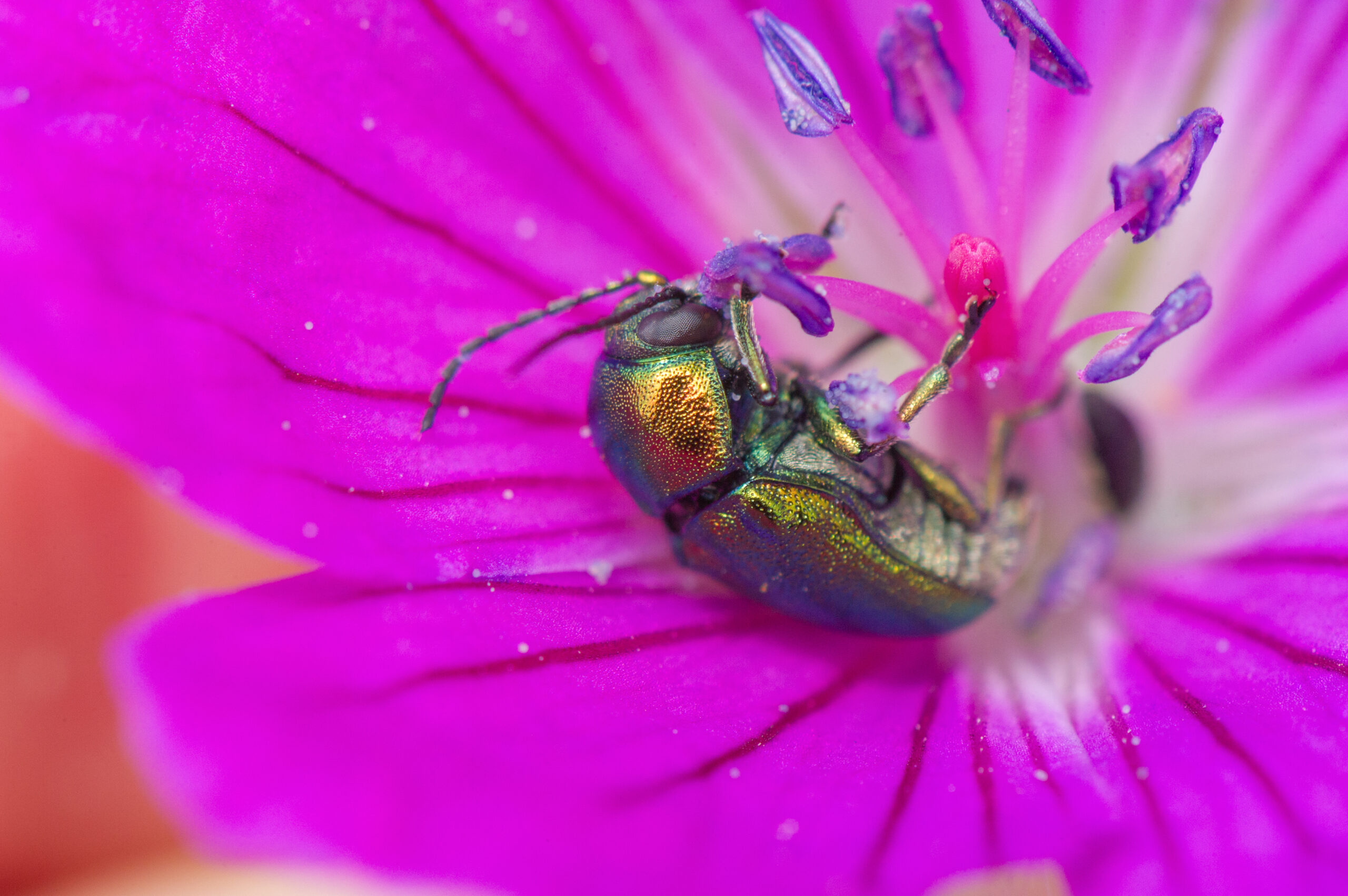 Prakthettebladbille (Cryptocephalus sericeus)