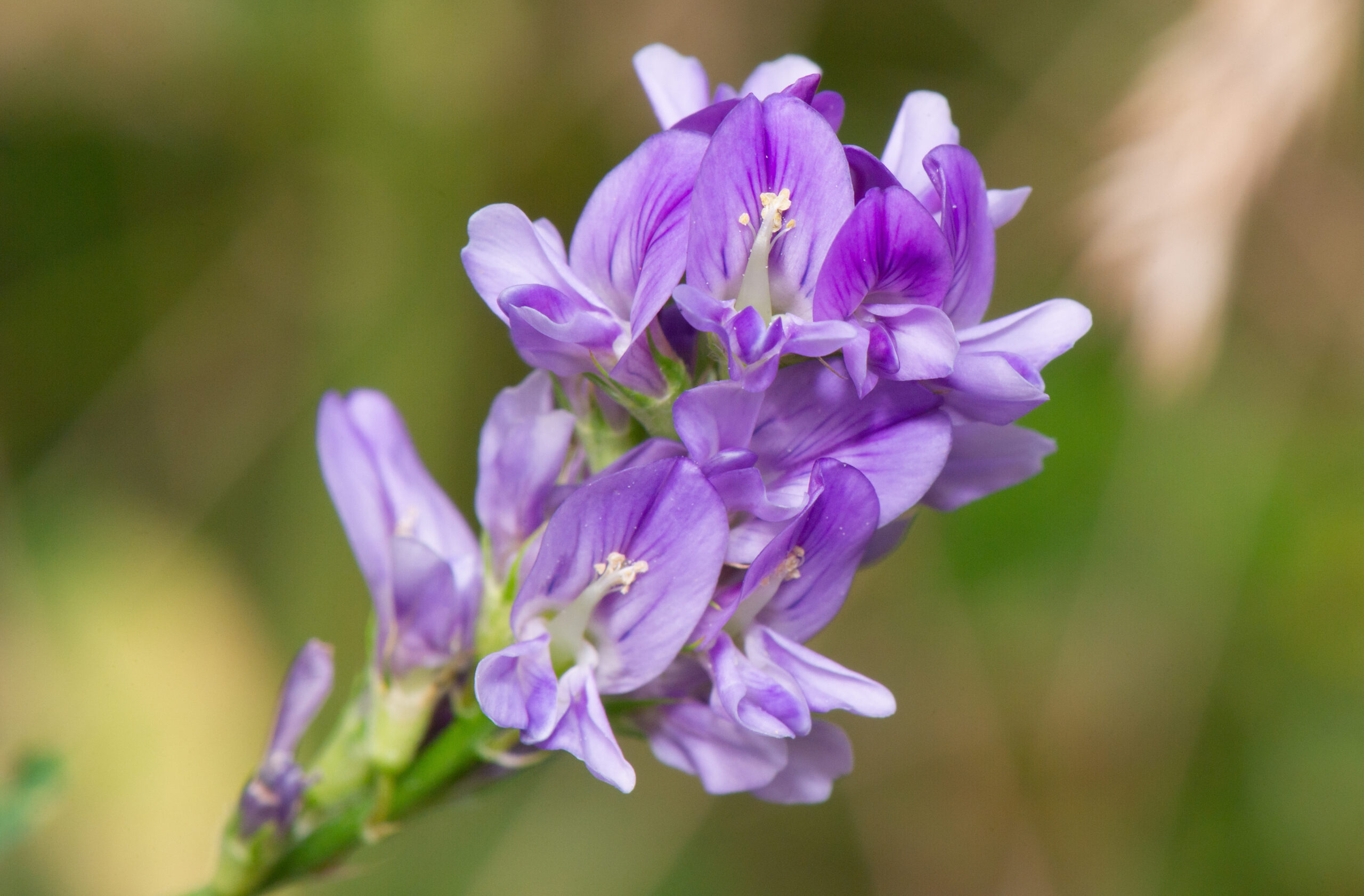 Blålusern (Medicago sativa)