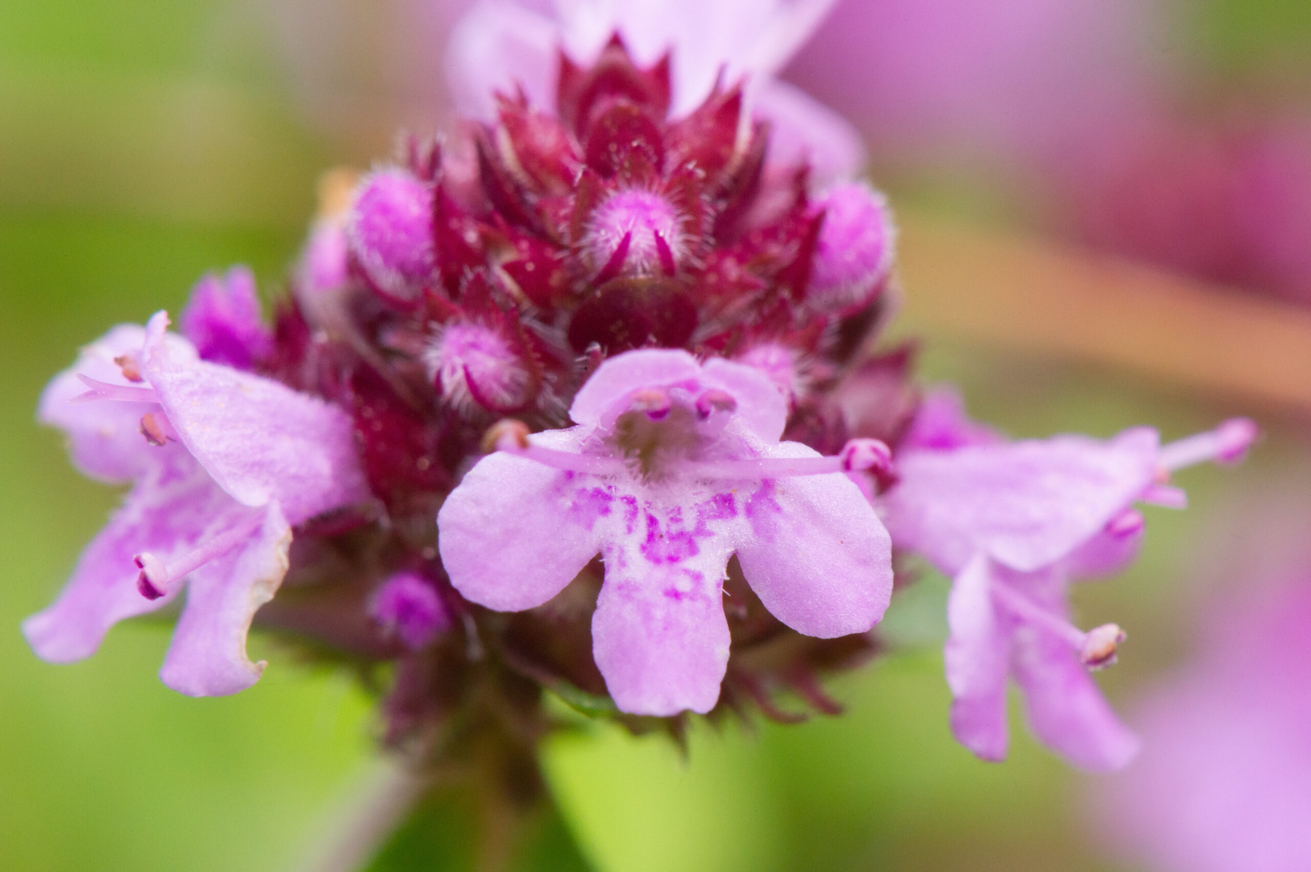 Bakketimian (Thymus pulegioides)