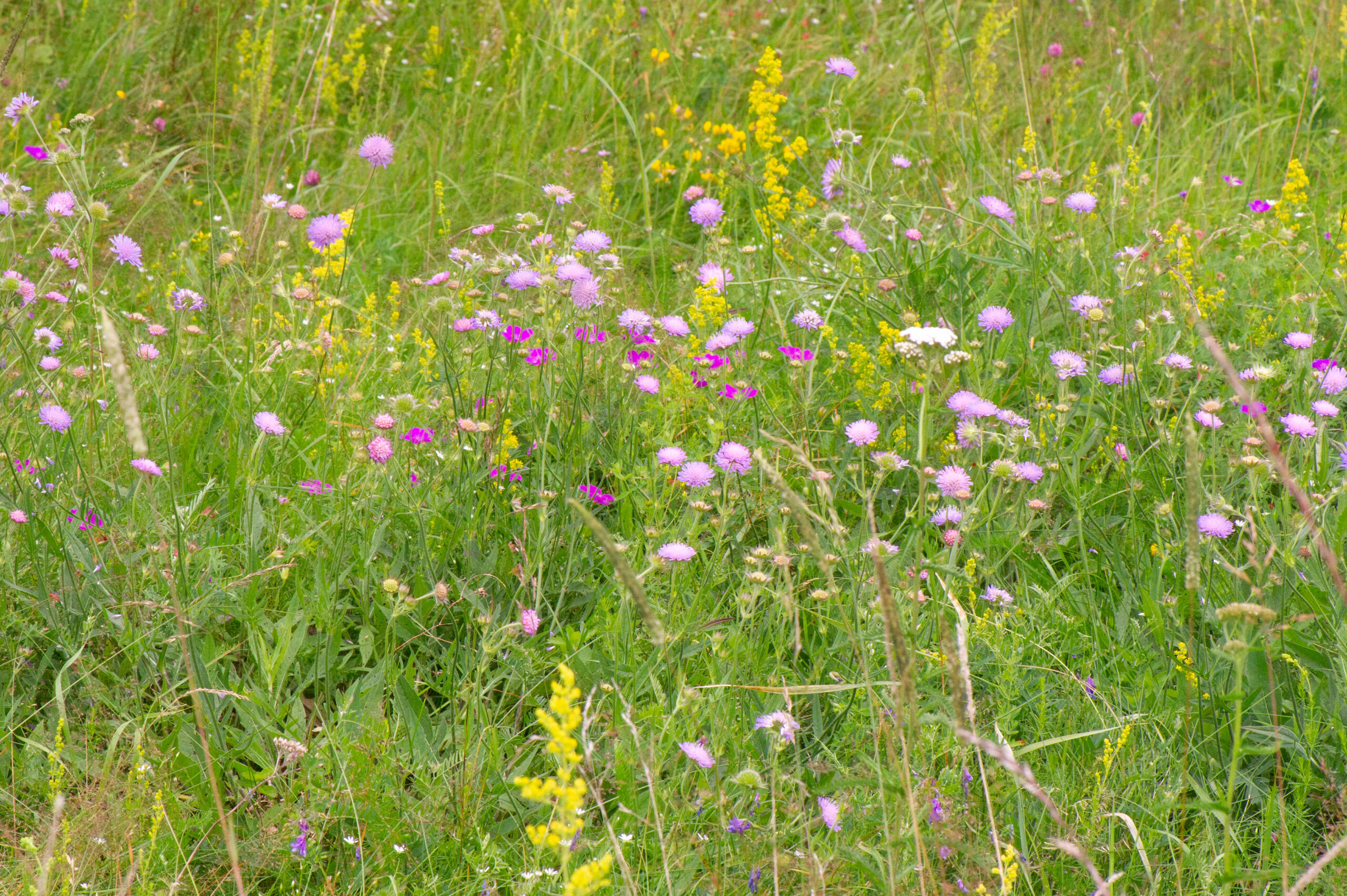 Rødknapp (Knautia arvensis)