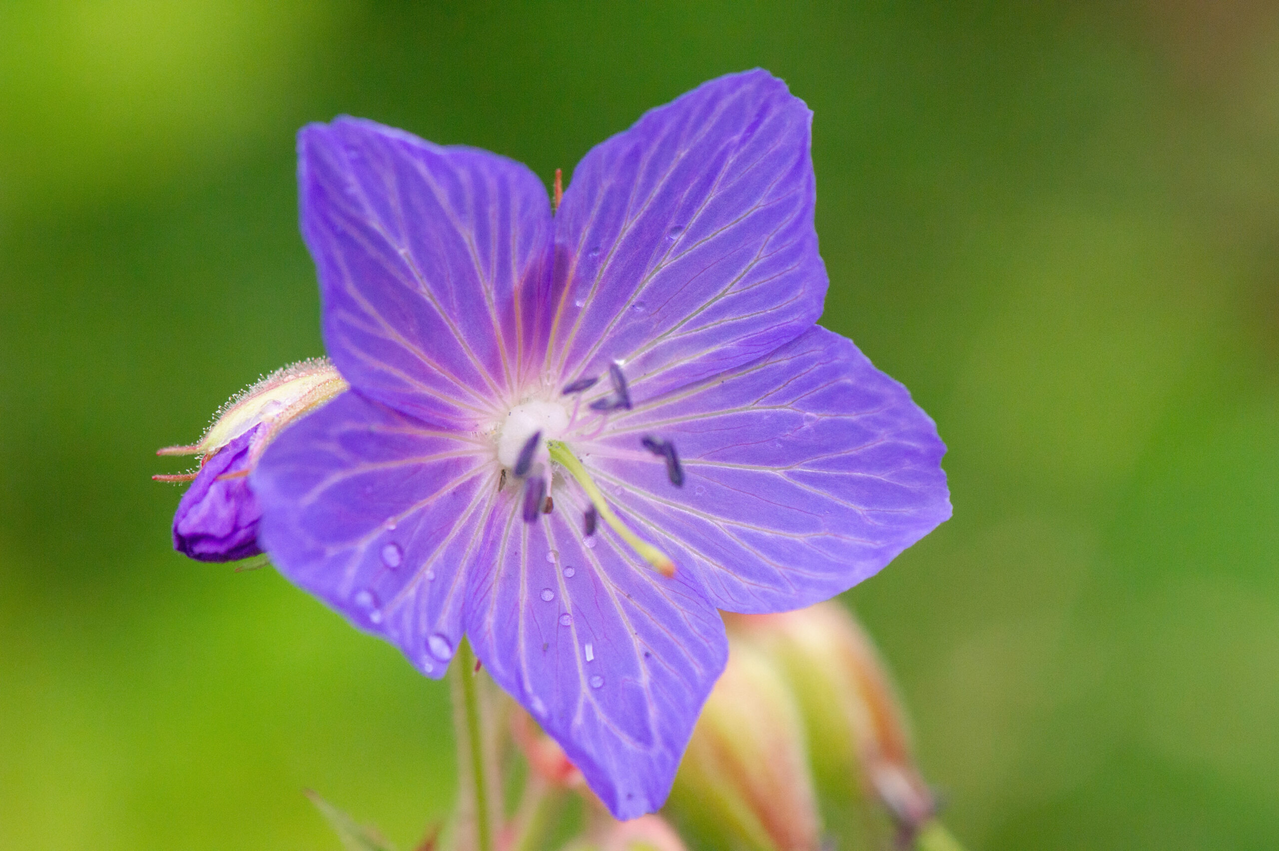 Engstorkenebb (Geranium pratense)