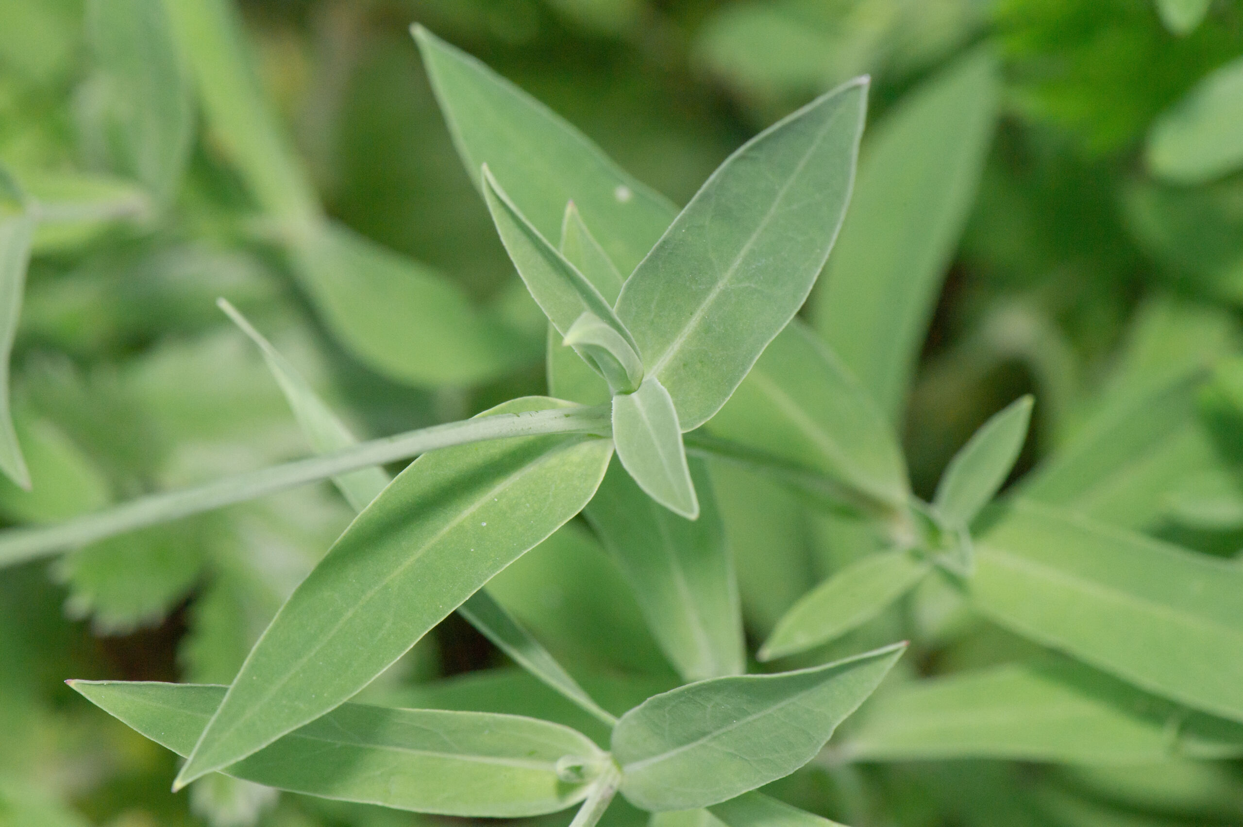 Engsmelle (Silene vulgaris)