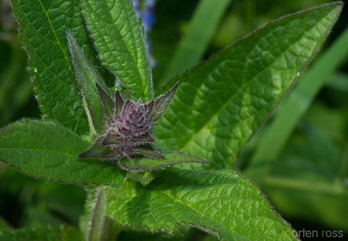 Åkersvinerot (Stachys palustris)