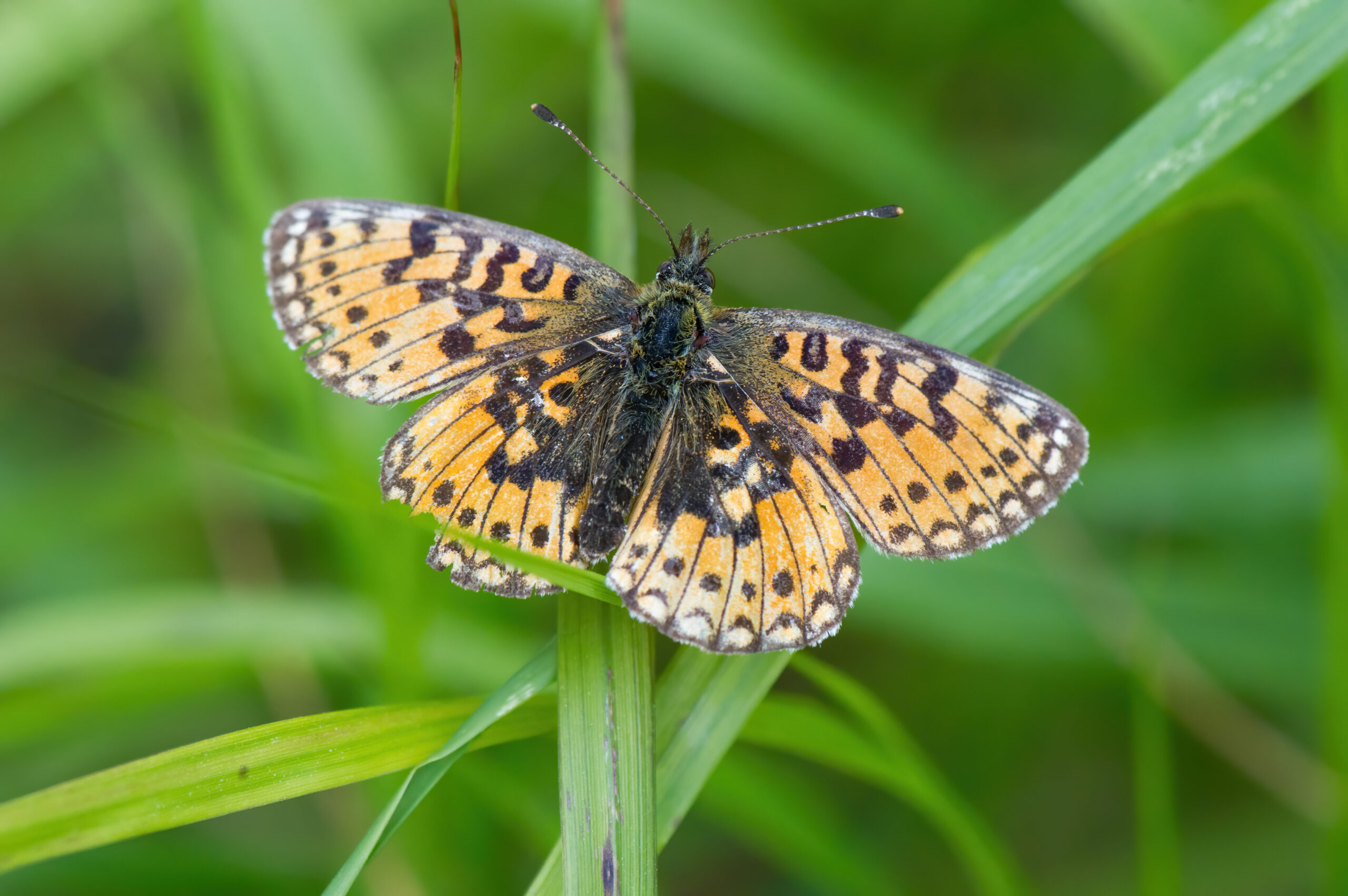 Brunflekket perlemorvinge (Boloria selene)