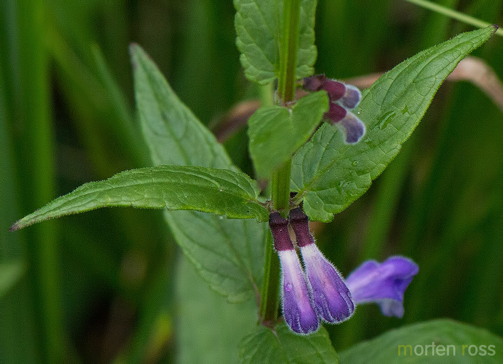 Skjoldbærer (Scutellaria galericulata)
