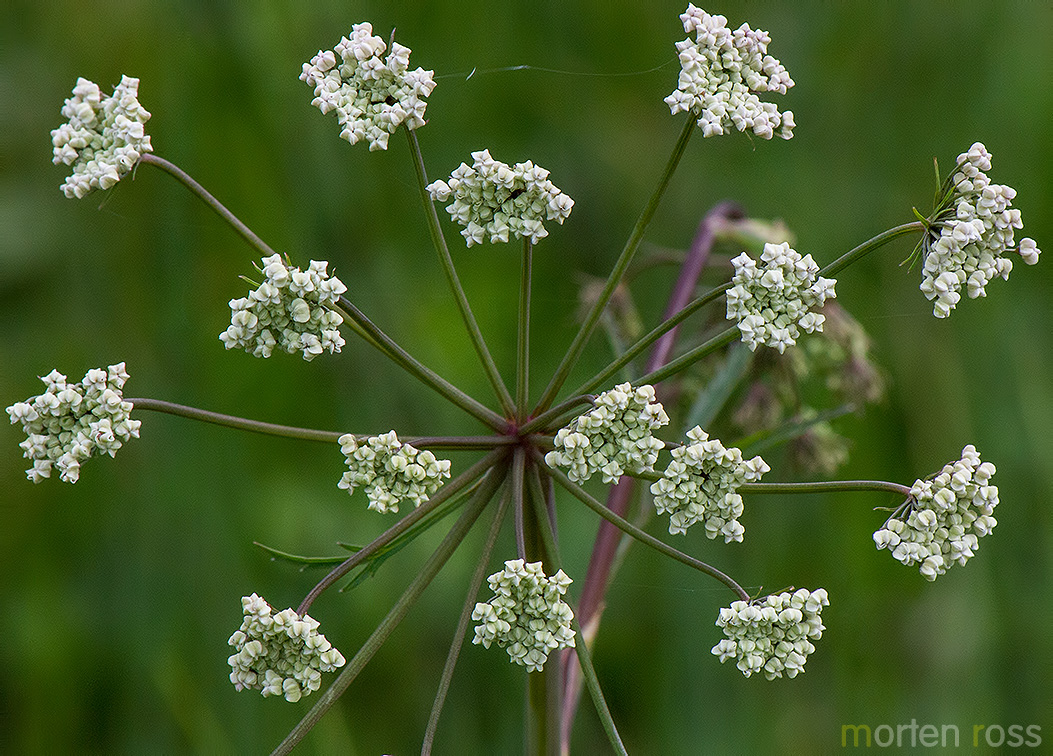 Selsnepe (Cicuta virosa)