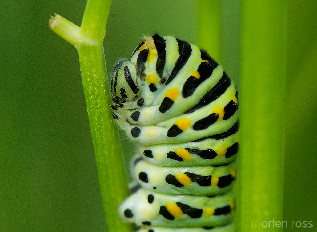 Svalestjert (Papilio machaon)