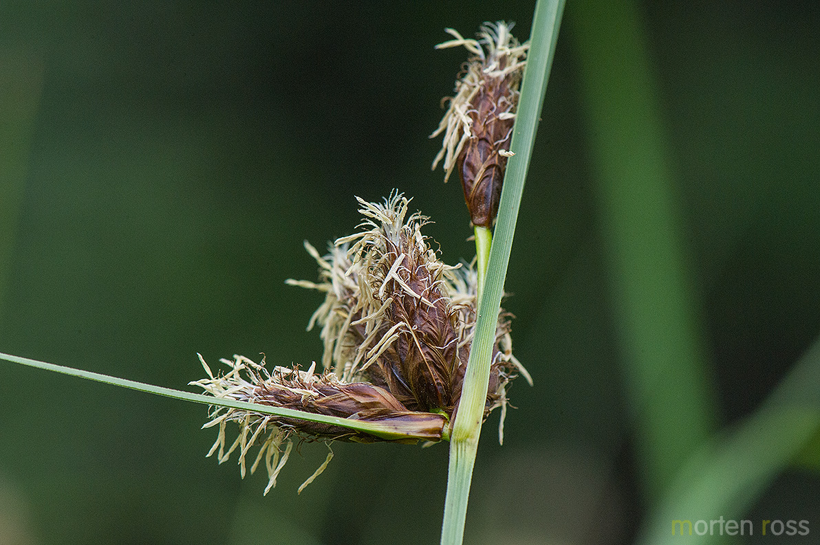 Havsivaks (Schoenoplectus maritimus)