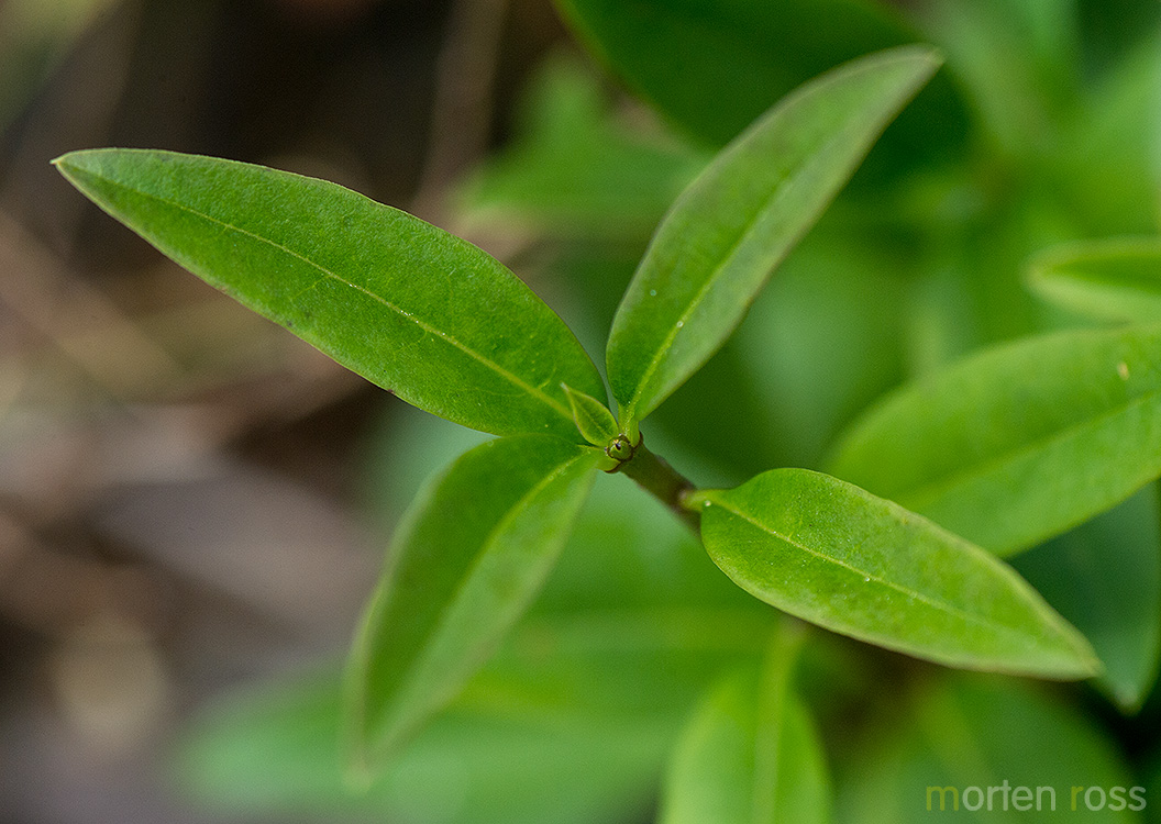 Liguster (Ligustrum vulgare)