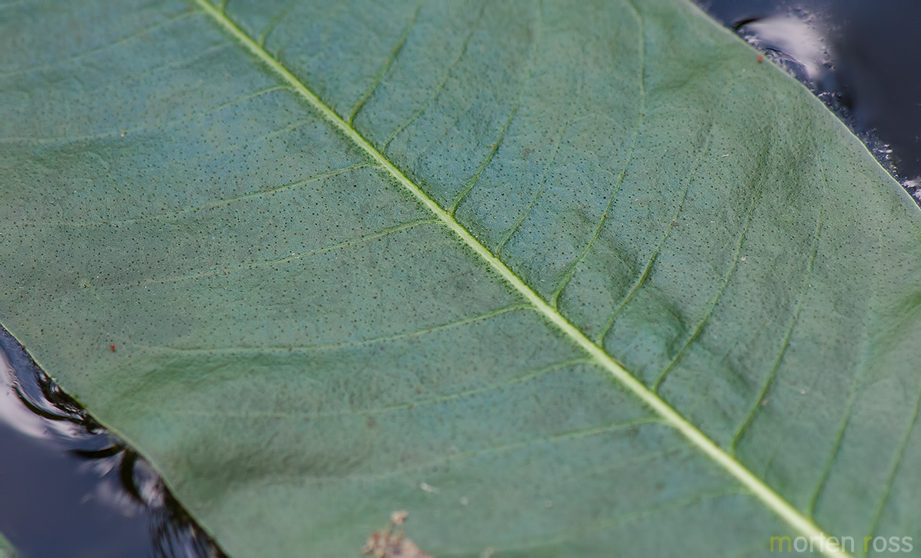 Vasslirekne (Persicaria amphibia)