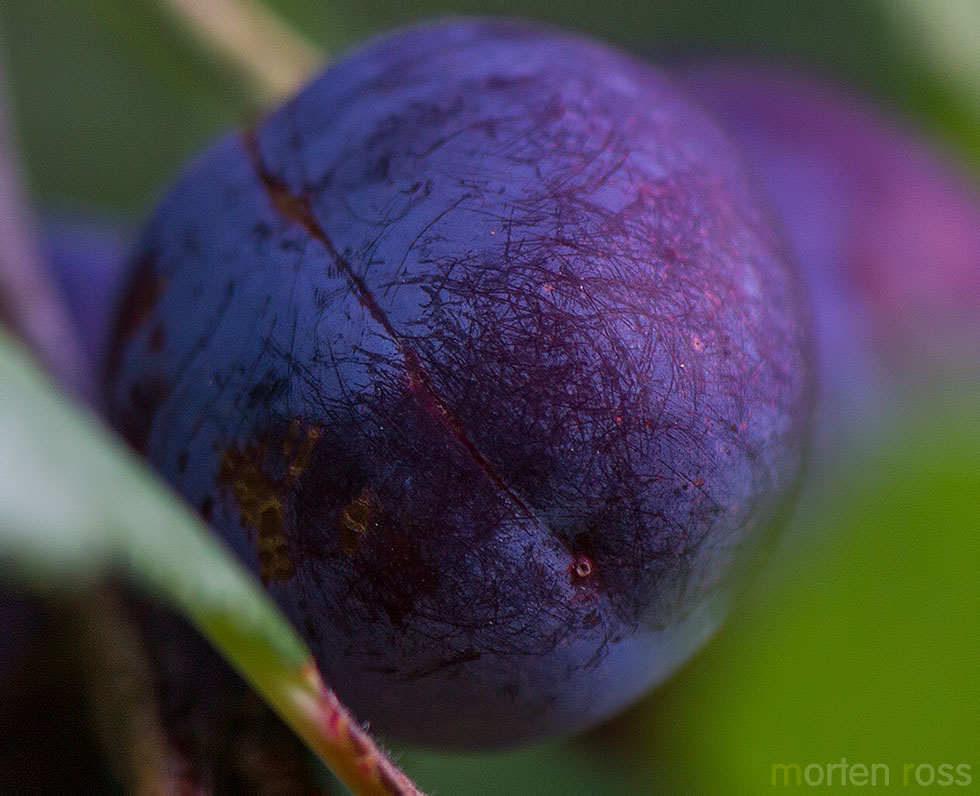 Plomme (Prunus domestica)