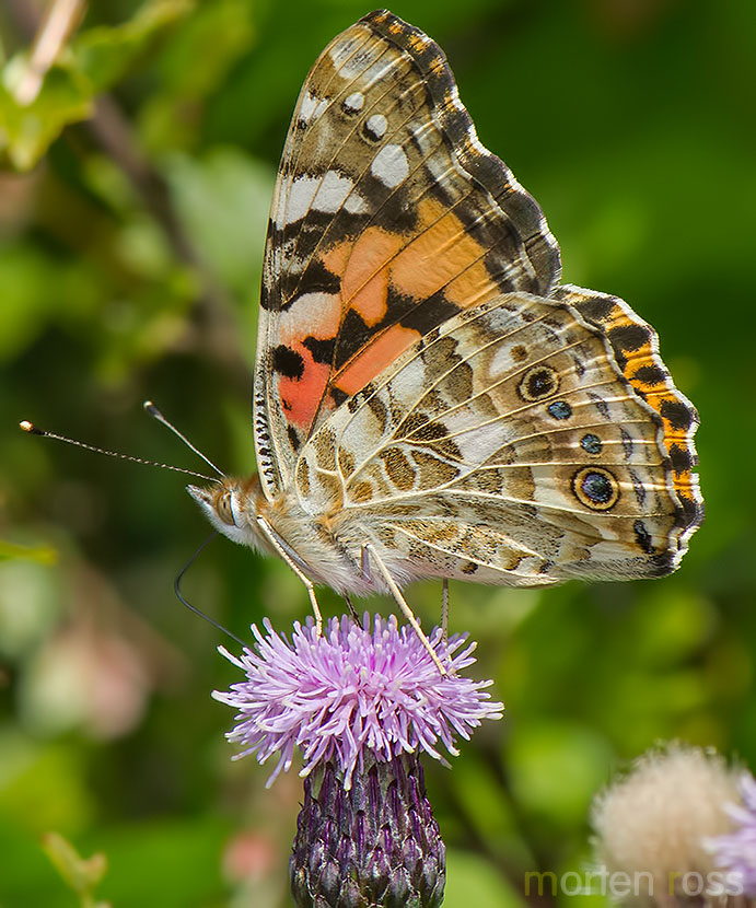Tistelsommerfugl (Vanessa cardui)