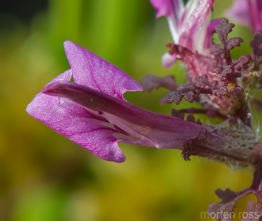 Myrklegg (Pedicularis palustris)
