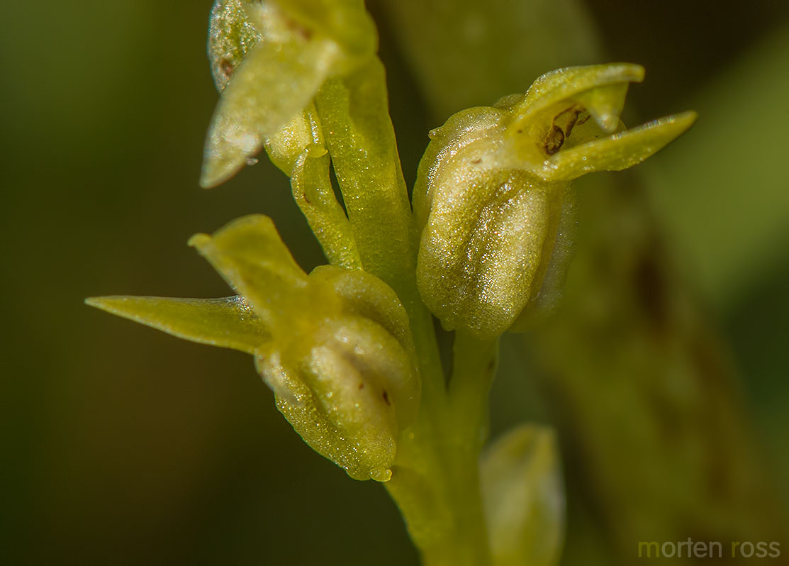 Myggblom (Hammarbya paludosa)