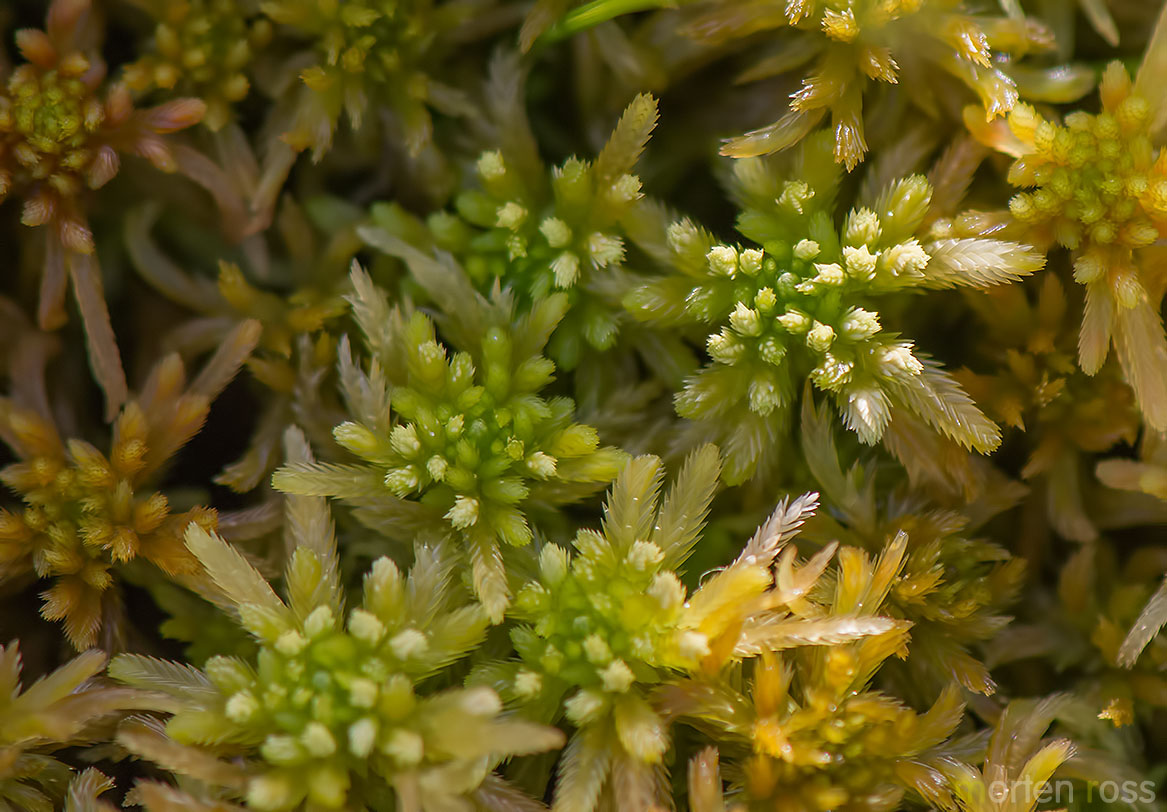 Fagertorvmose (Sphagnum pulchrum)